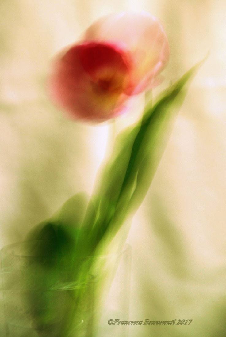 My Emotions Tulip