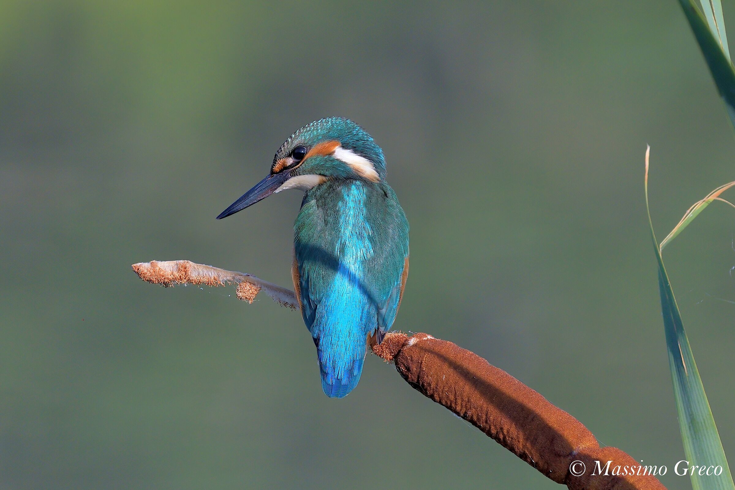 Il Martin pescatore sulla tifa