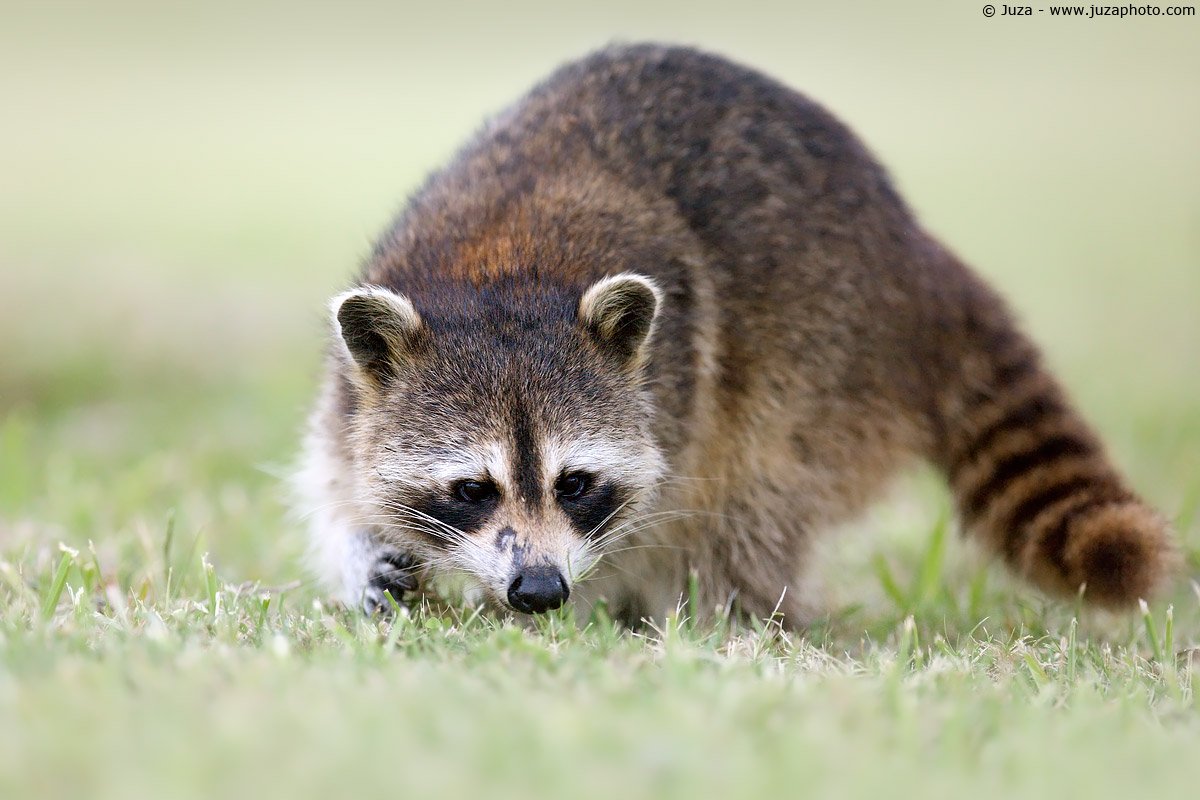 Procyon lotor (Bear Lavore), 007191