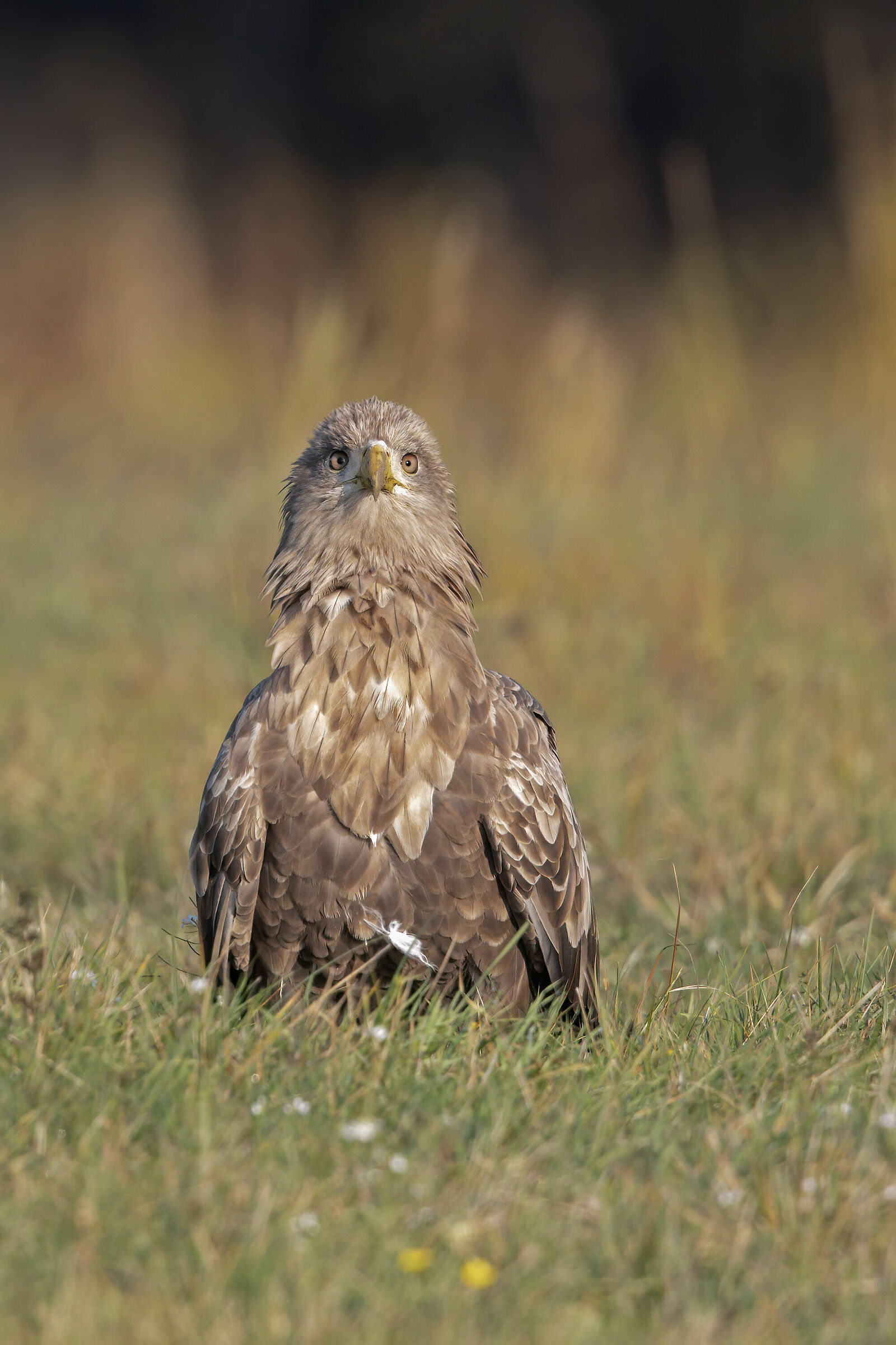 Lo sguardo dell'aquila di mare