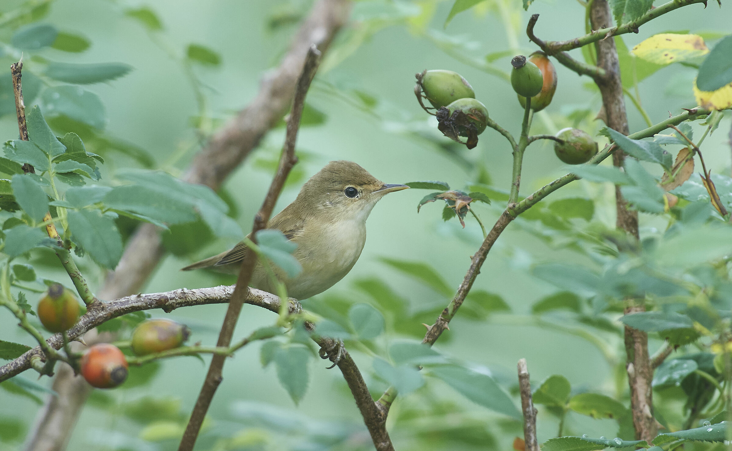 Warbler a reè