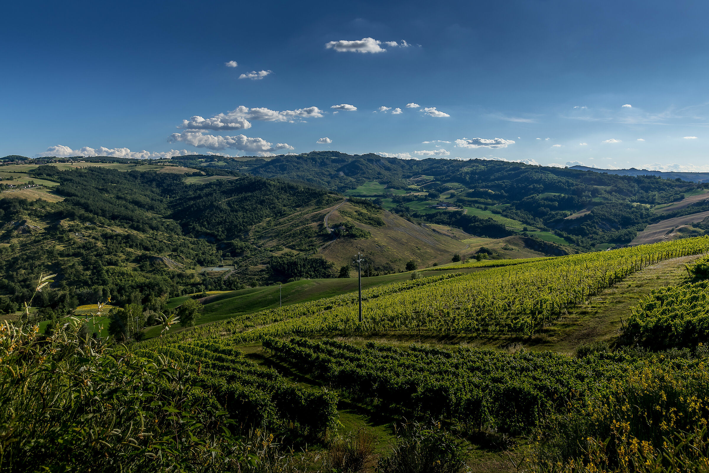 Colline bolognesi, vigneti pronti per la prossima racco
