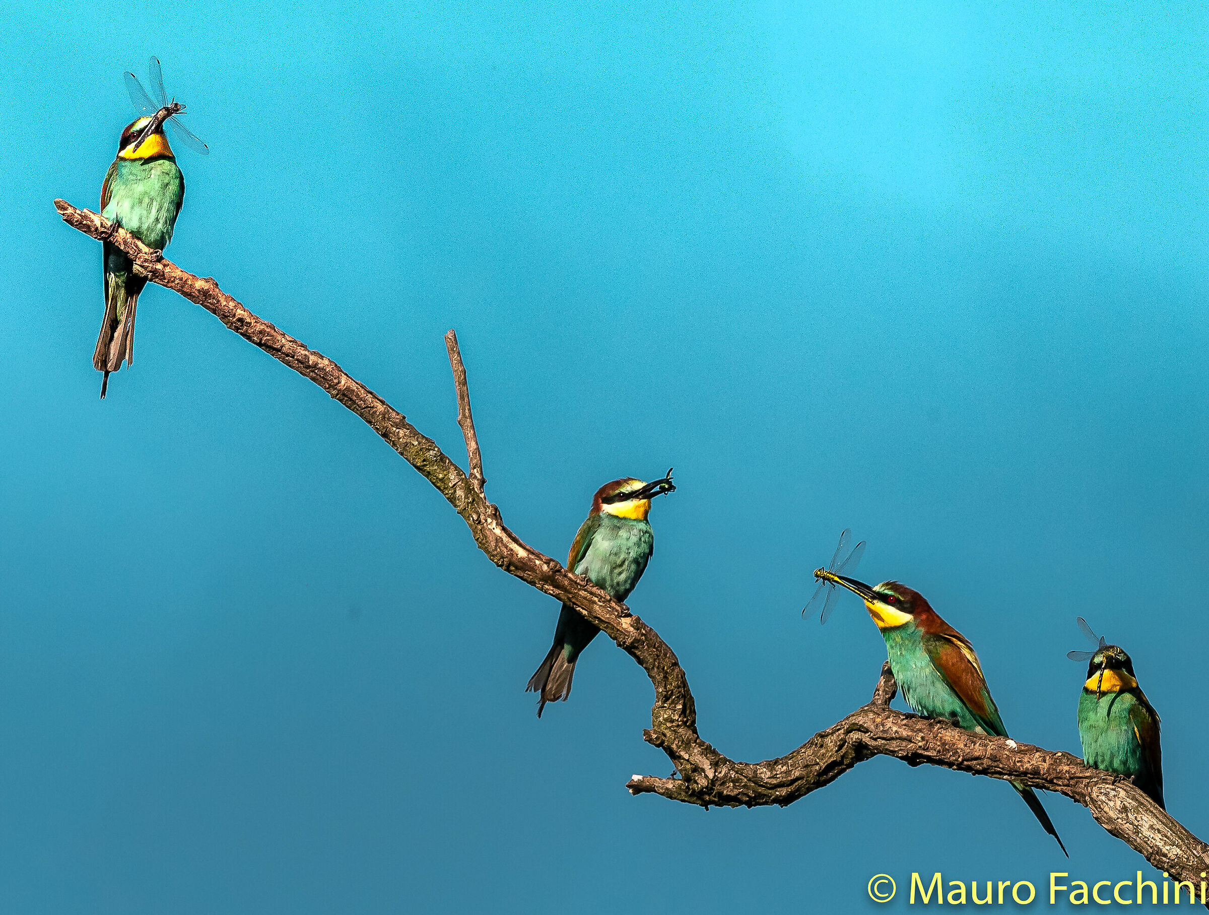 Meros apiaster