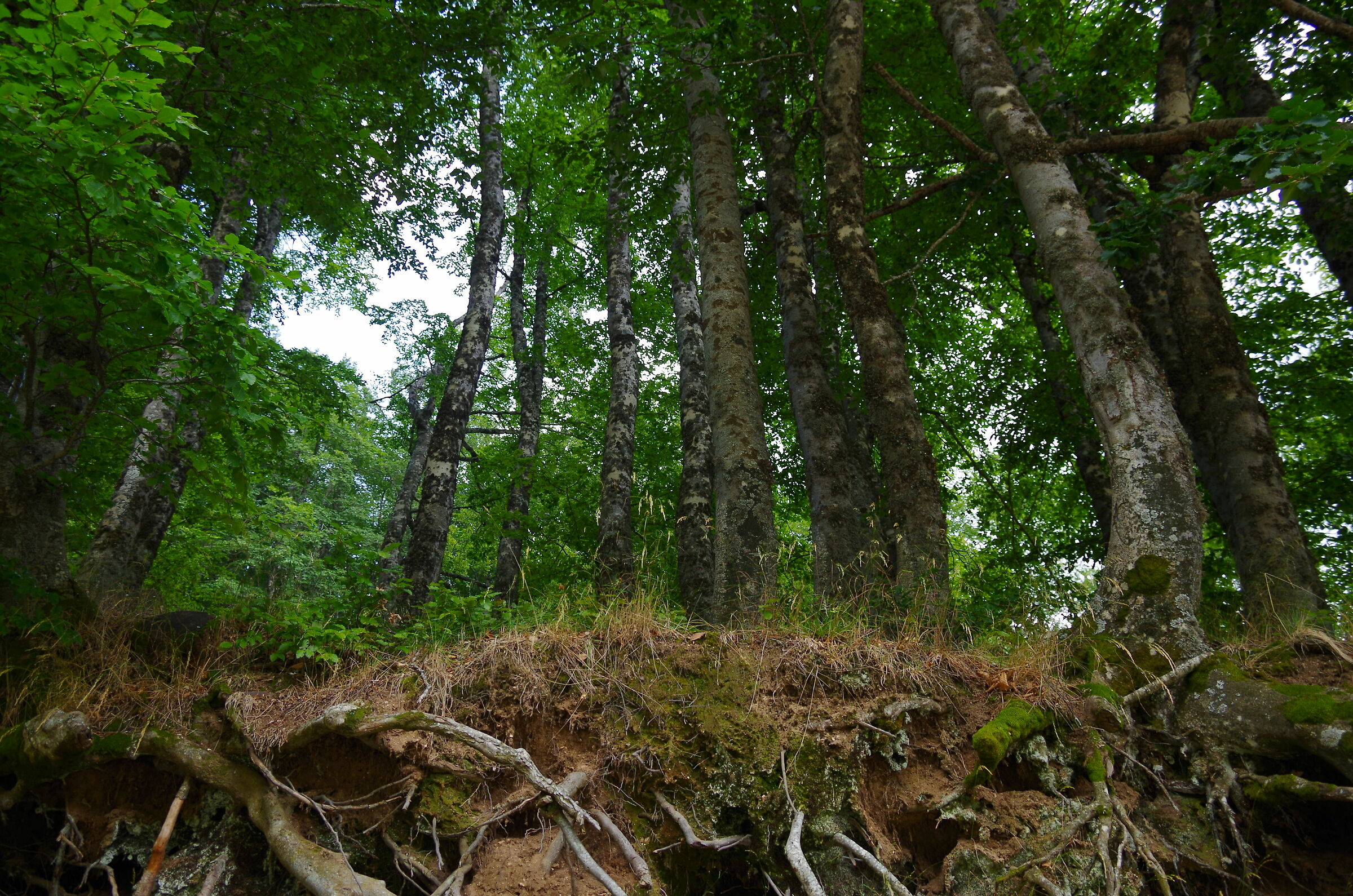 Radici del Terminillo