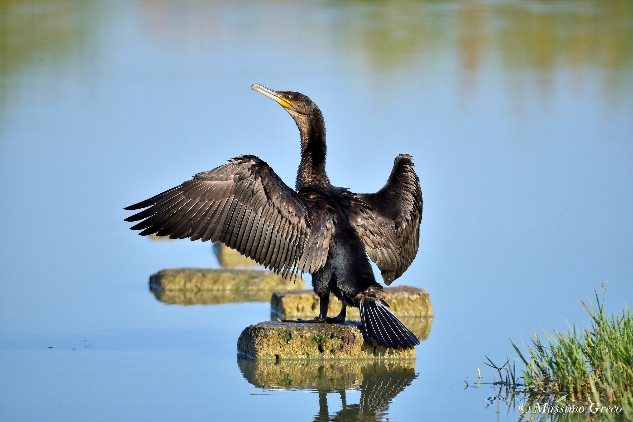 Cormorant (Phalacrocorax carbo)