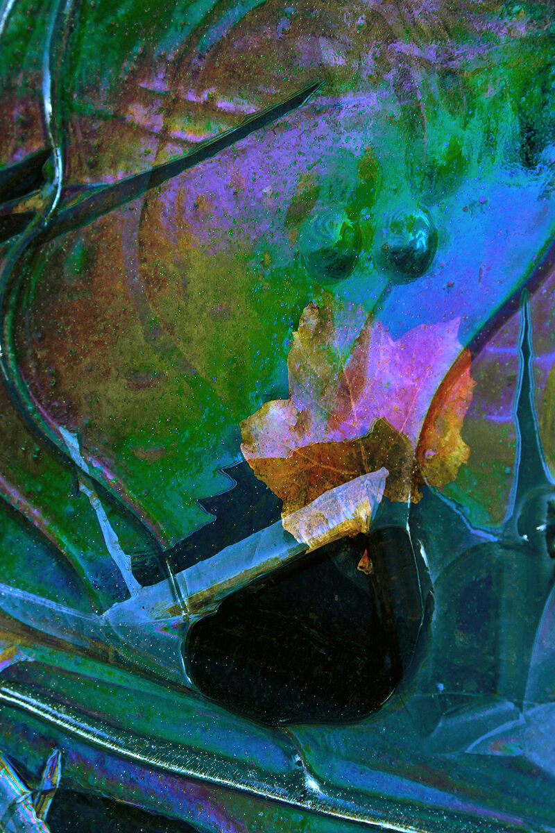 Foglie nel ghiaccio 18 - I colori del ghiaccio