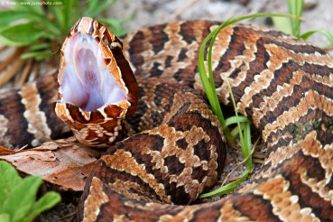 Agkistrodon piscivorus