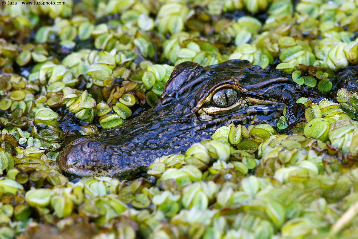 Alligator mississippiensis (alligator of the Mississippi), 0...