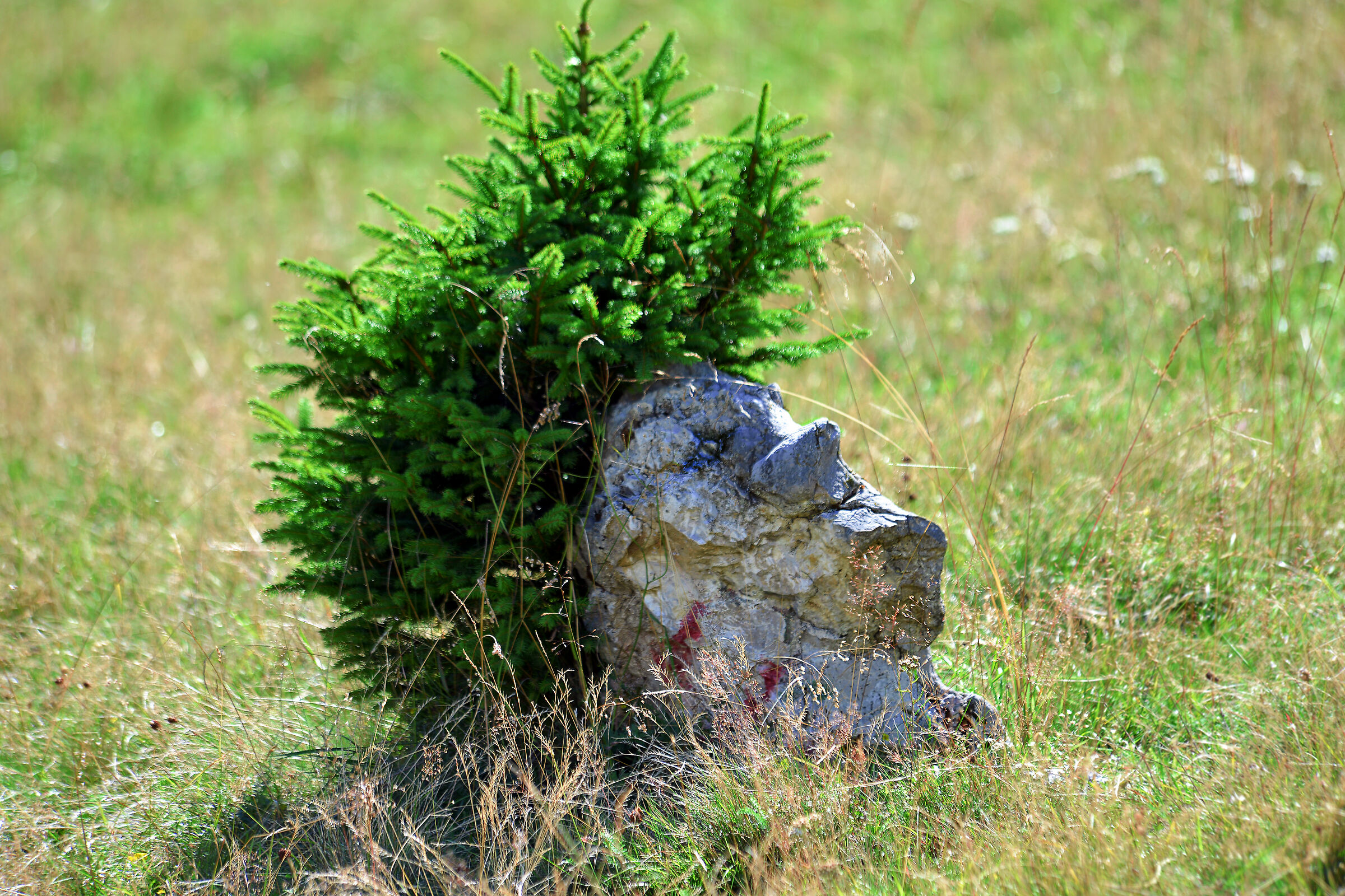 il gigante della montagna