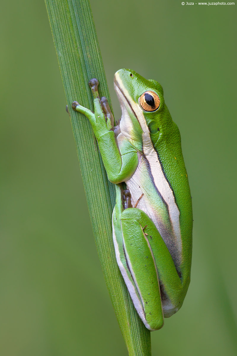 Hyla cinerea (American Tree Frog), 007468
