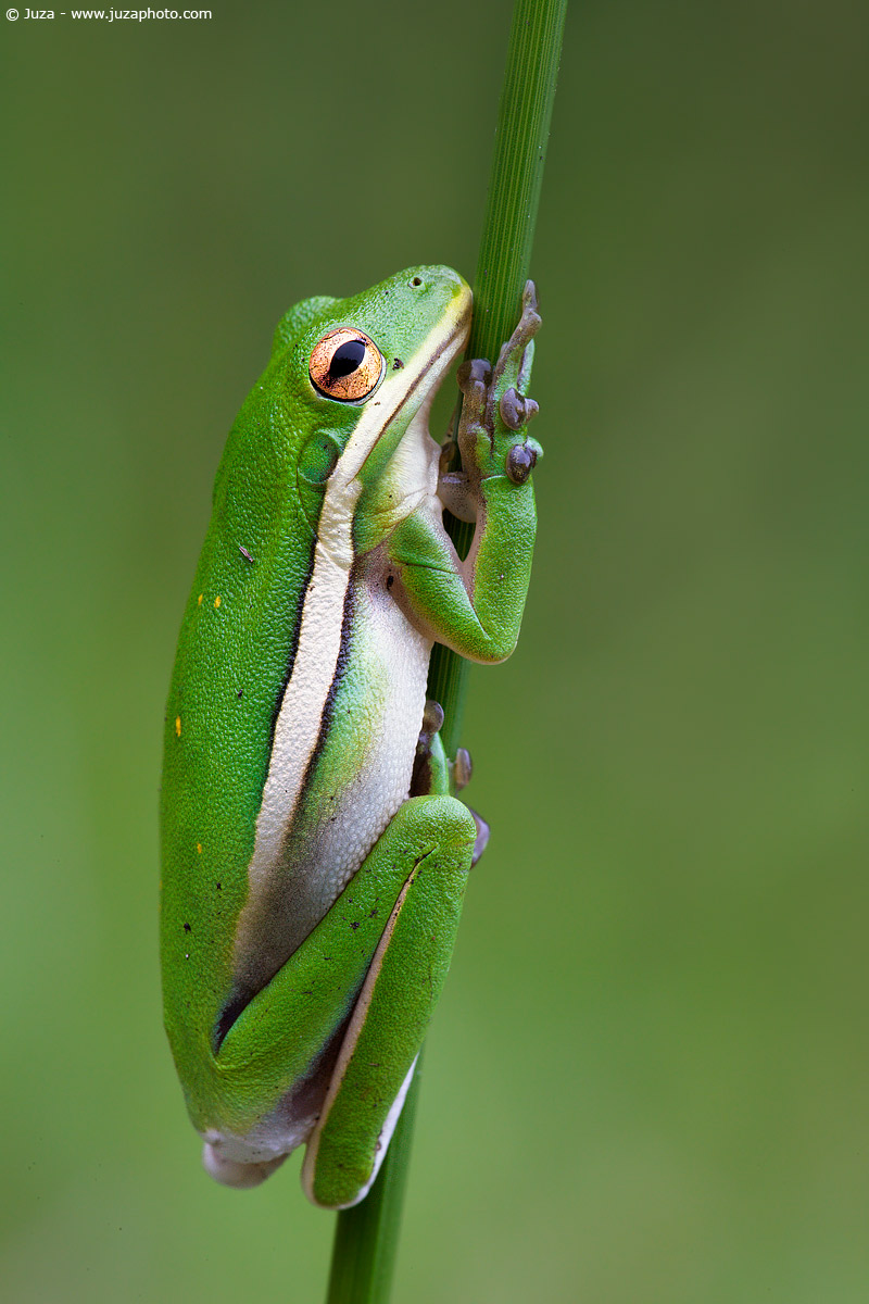 Hyla cinerea (American Tree Frog), 007470
