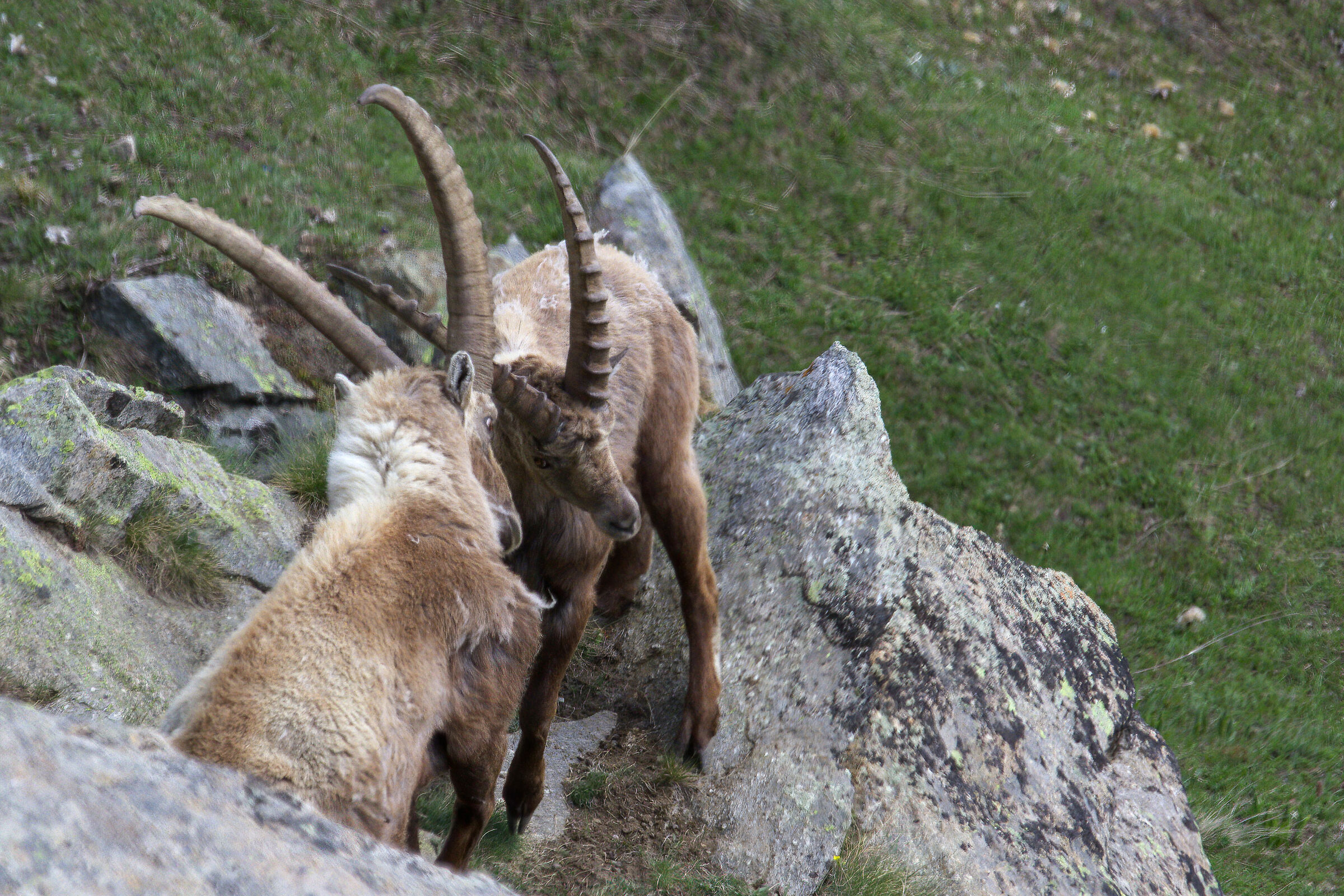 Ibex