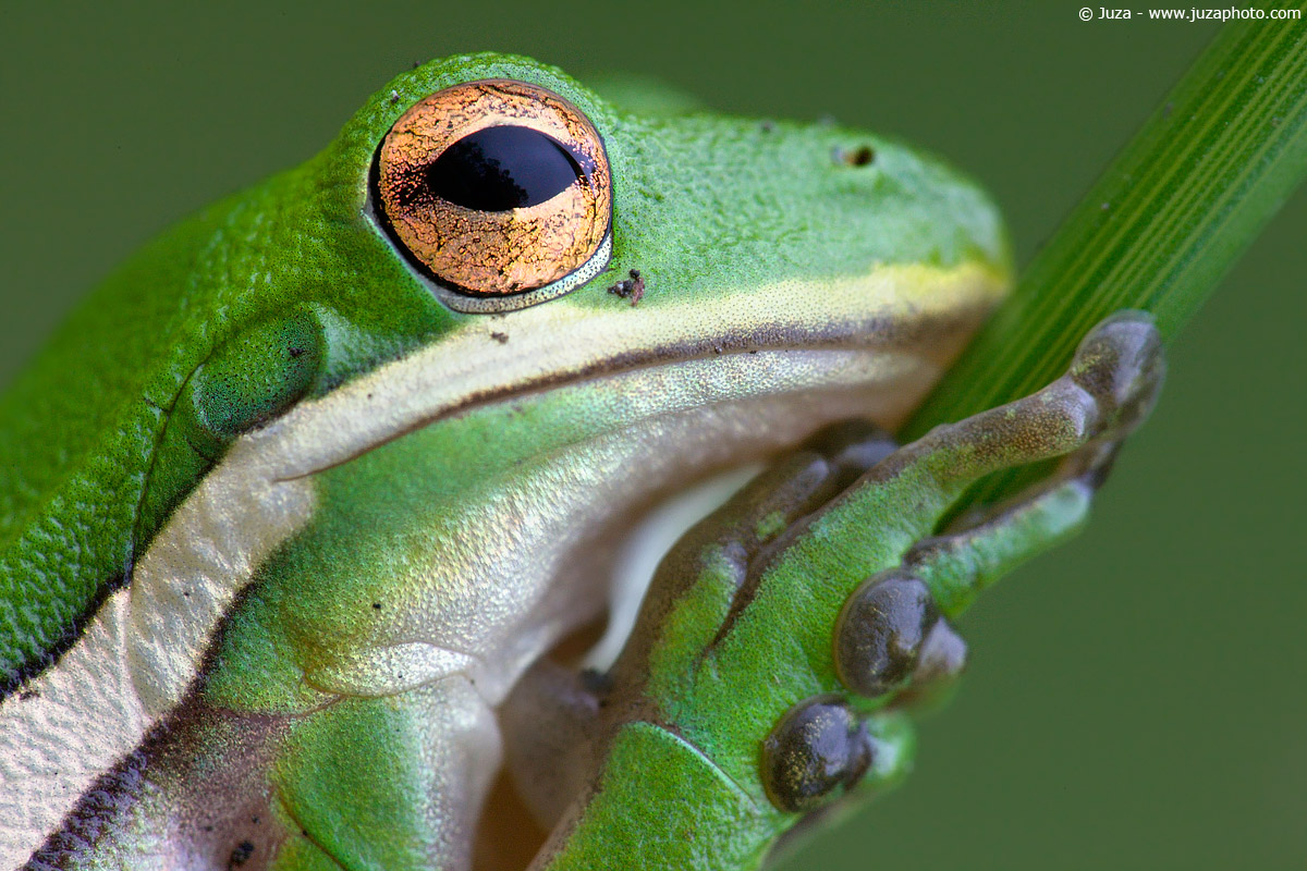 Hyla cinerea (American Tree Frog), 007471