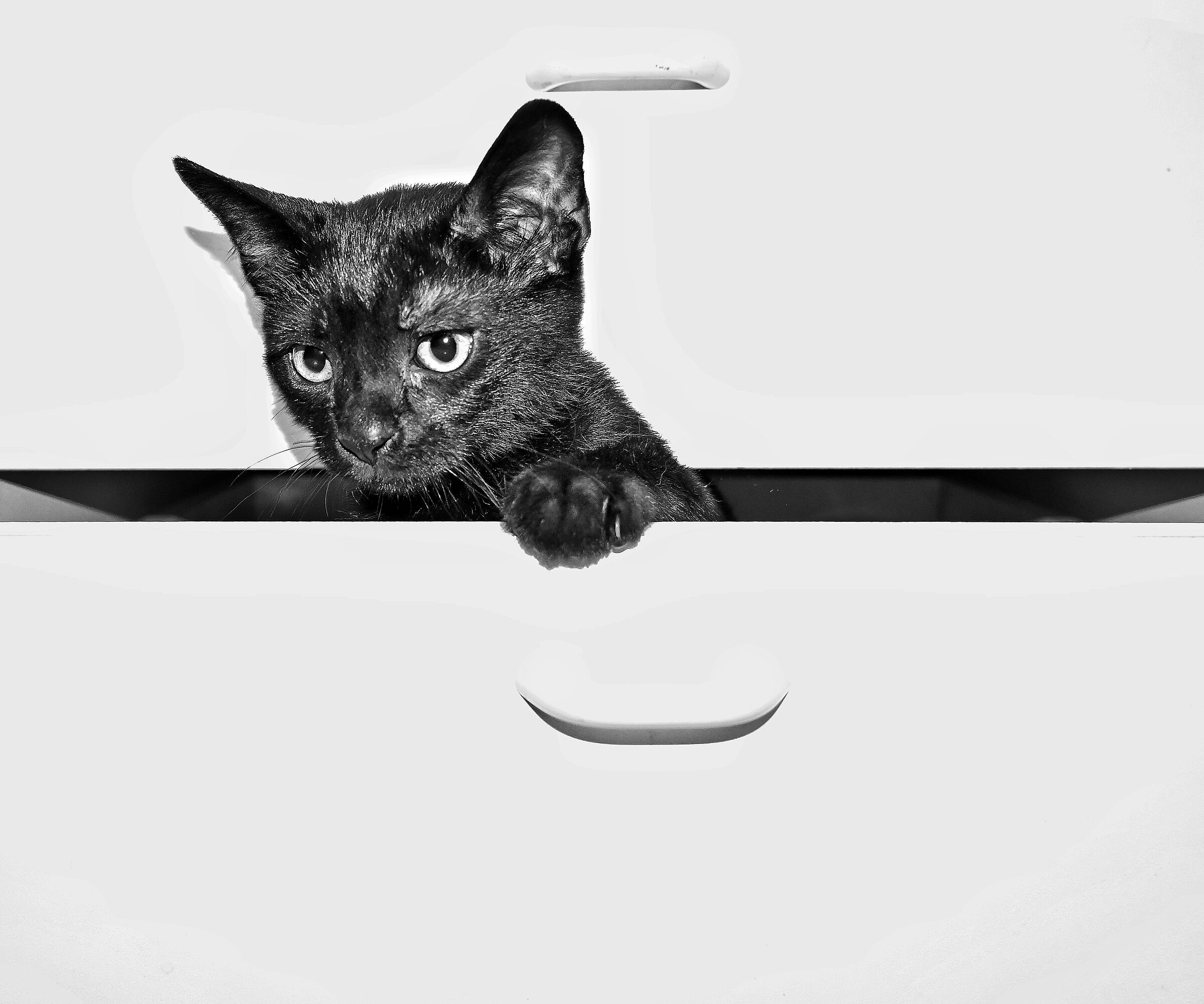 Curiosità felina 2