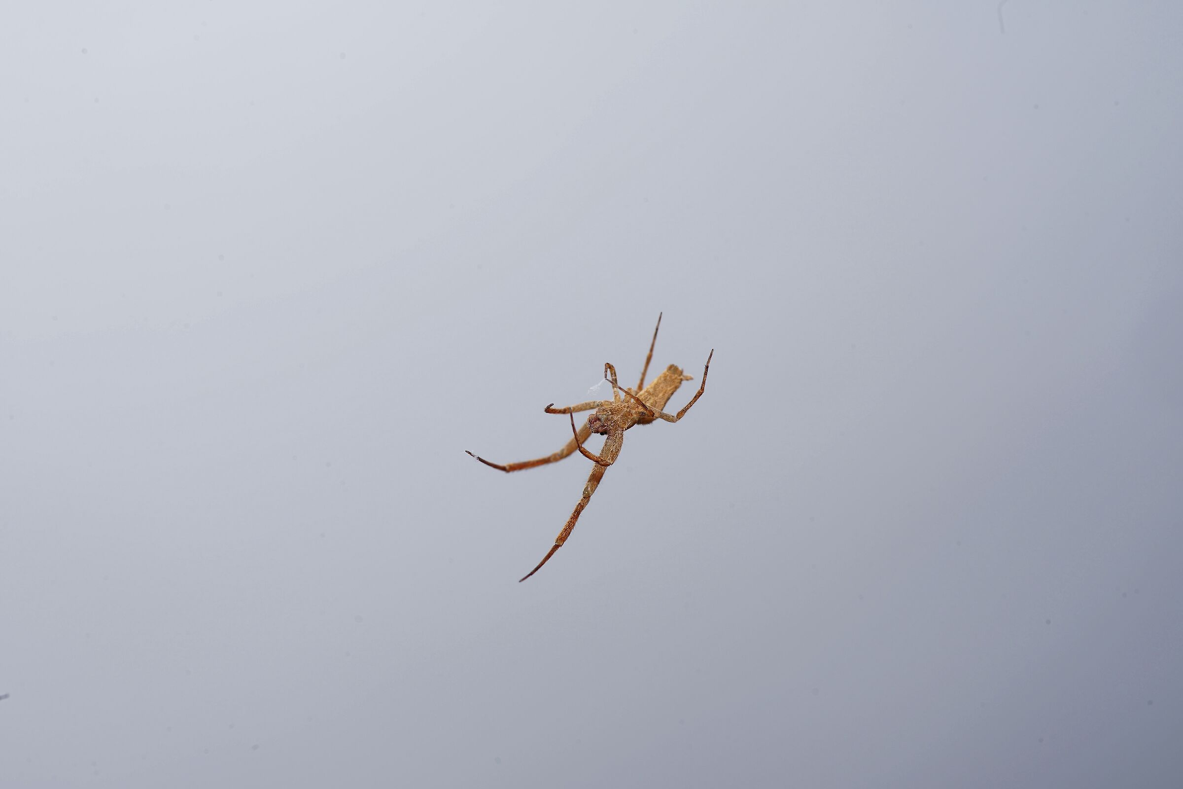 Piccolo ospite del soggiorno....