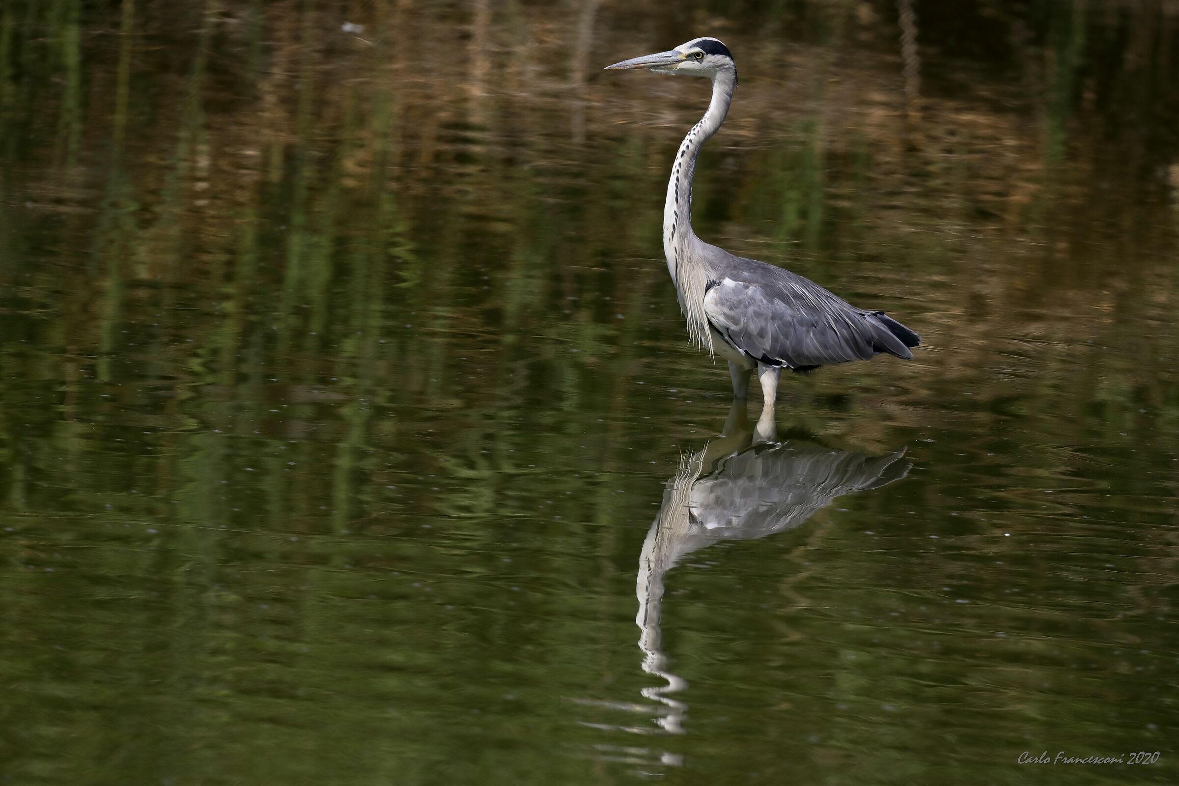 Cenerino sull' attenti