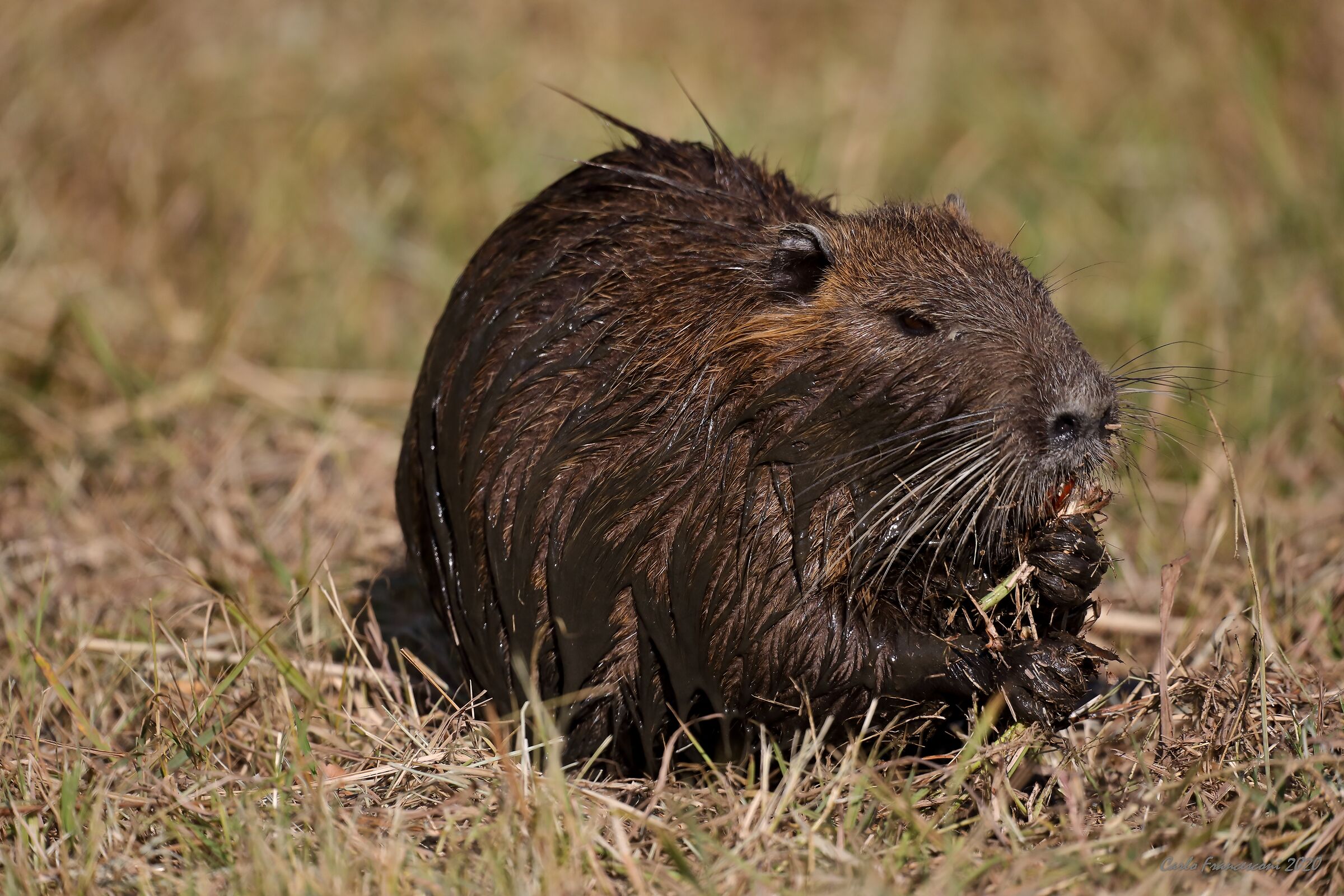 A Nutria that snacks