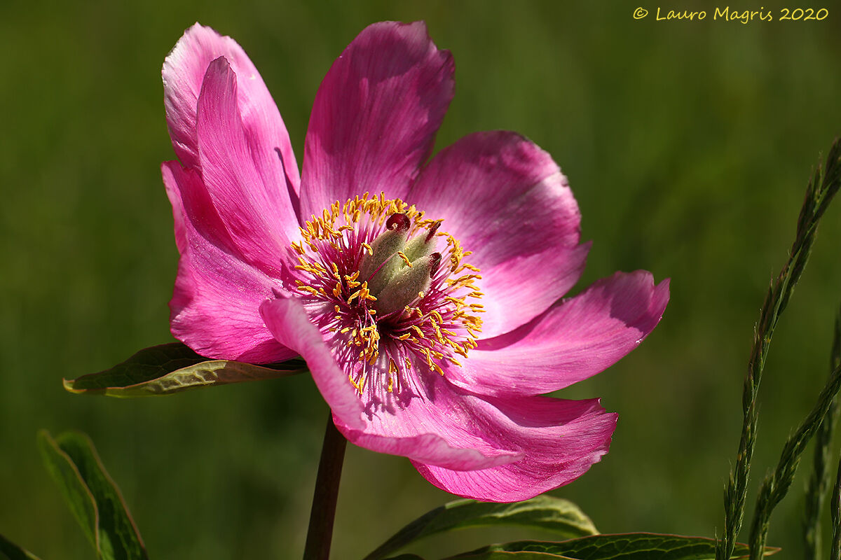 Peony