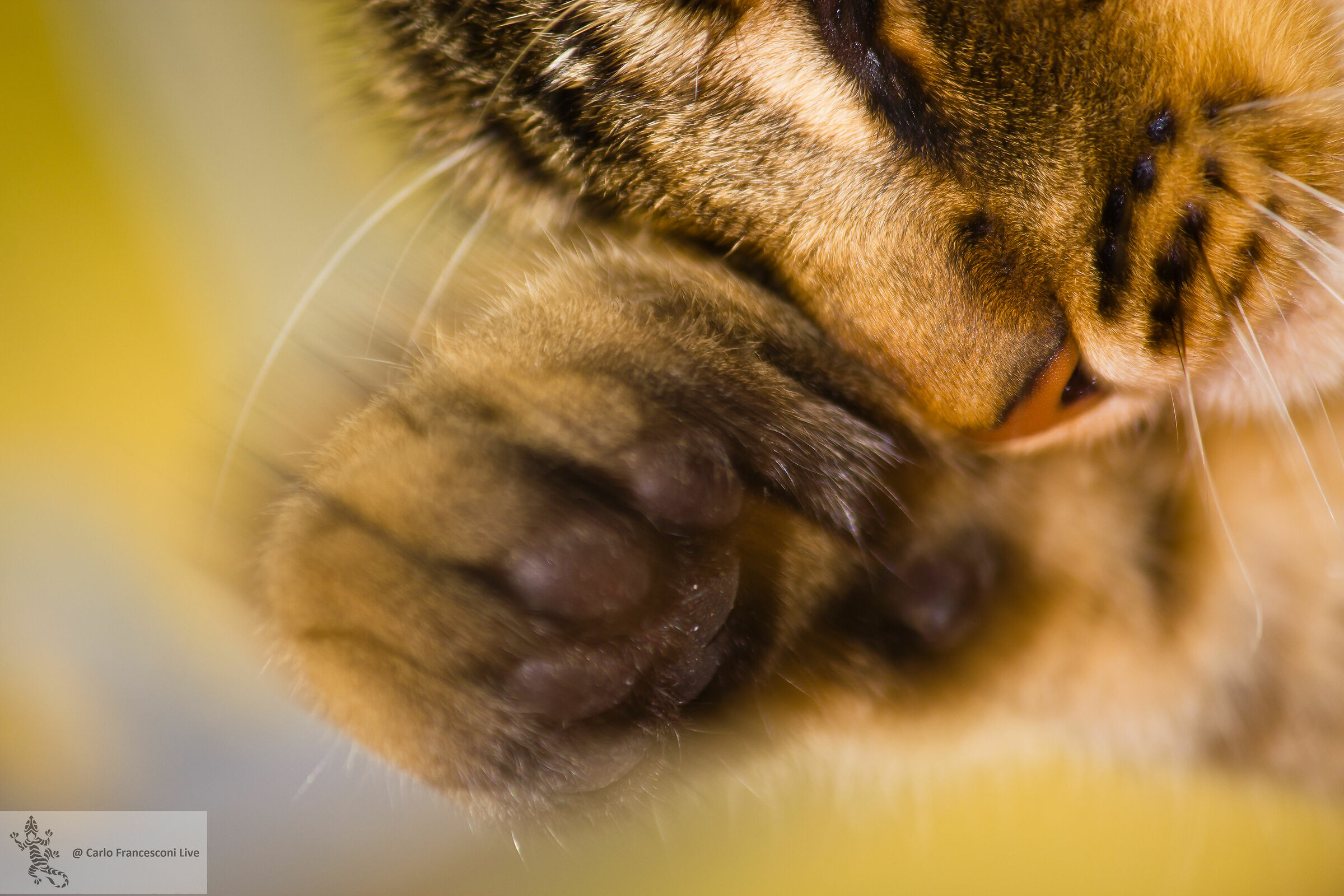 Ulisse pulizie diurne