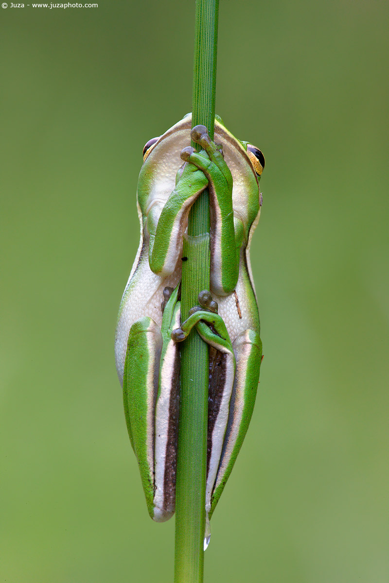 Hyla cinerea (American Tree Frog), 007473