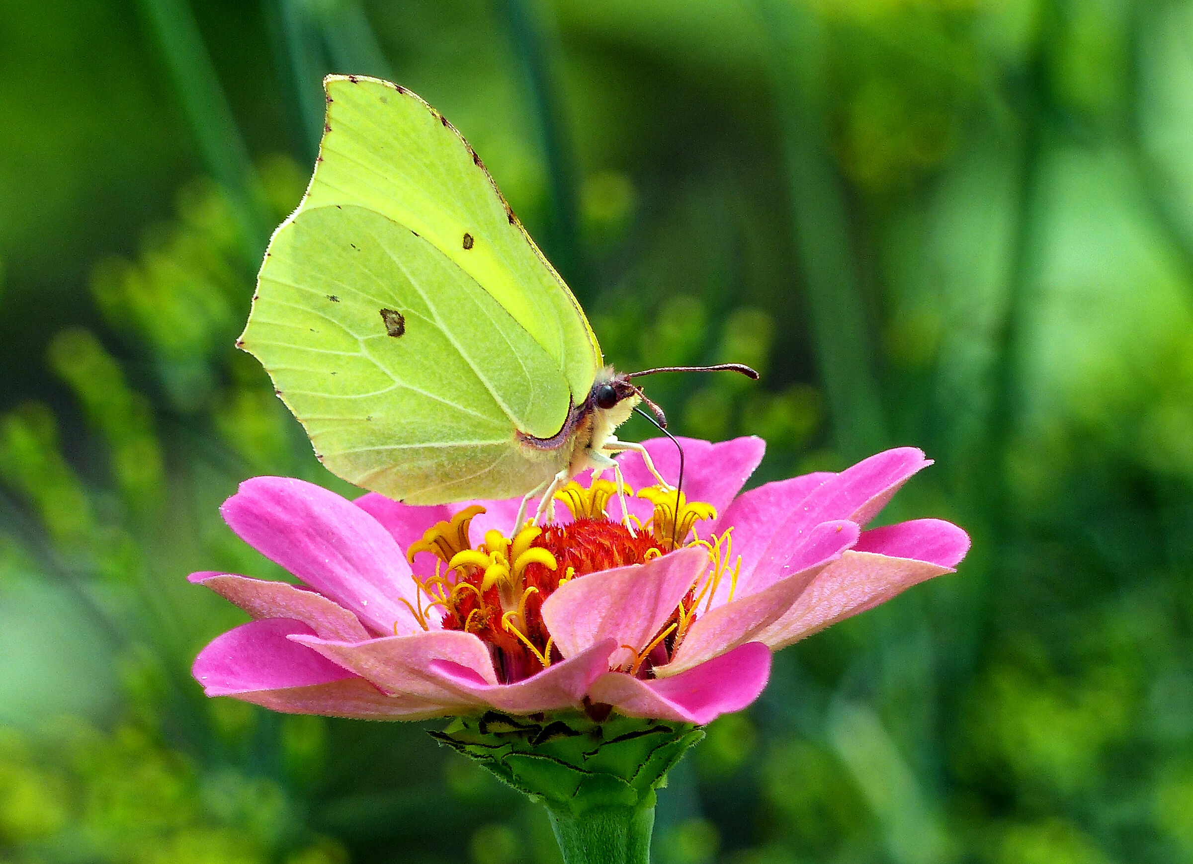 each flower has its own butterfly