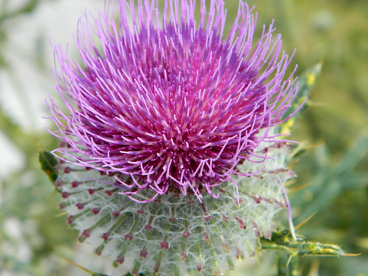 Thistle