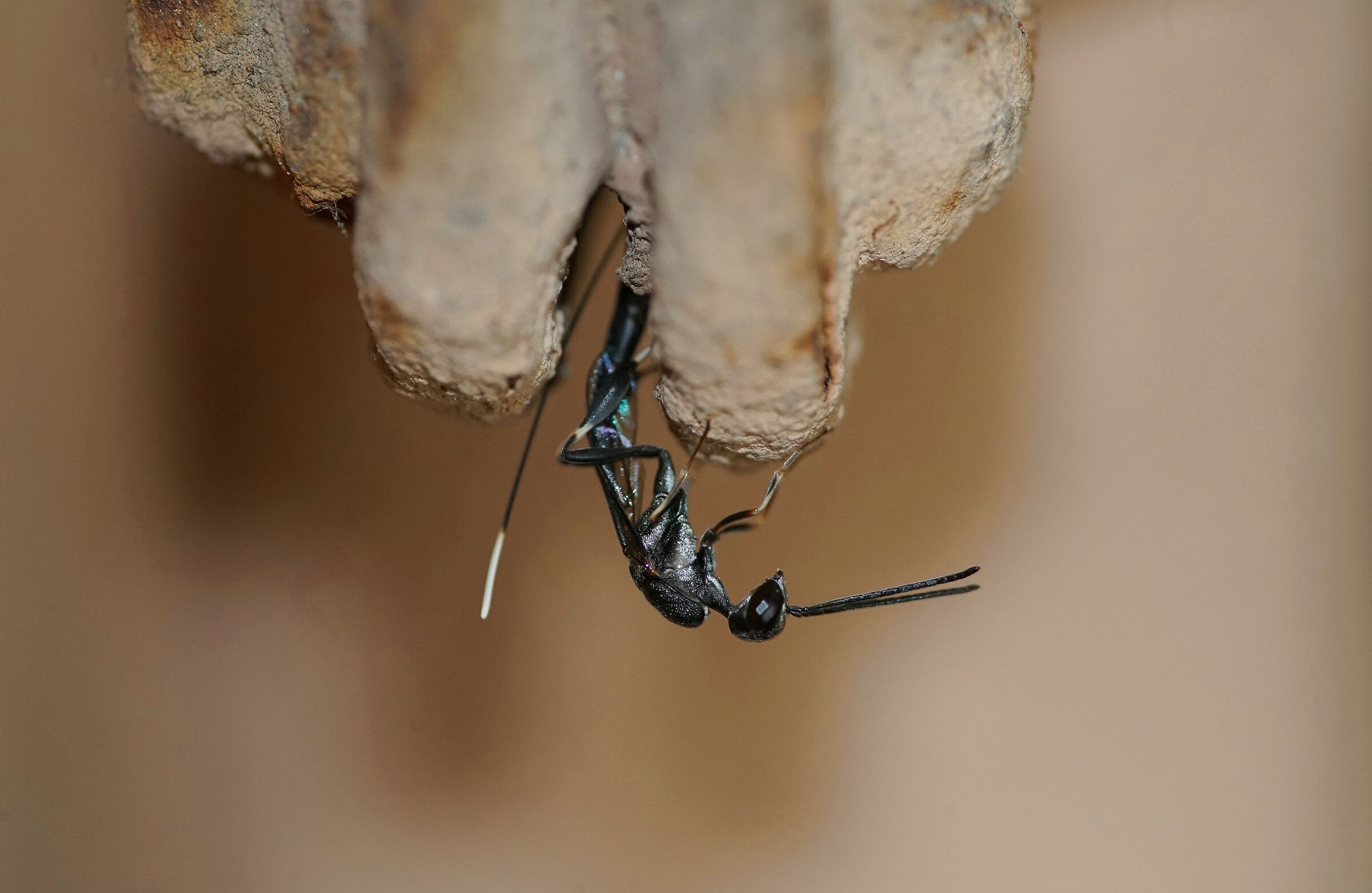 Imenottero icneumonide che ispeziona...il tubo del gas