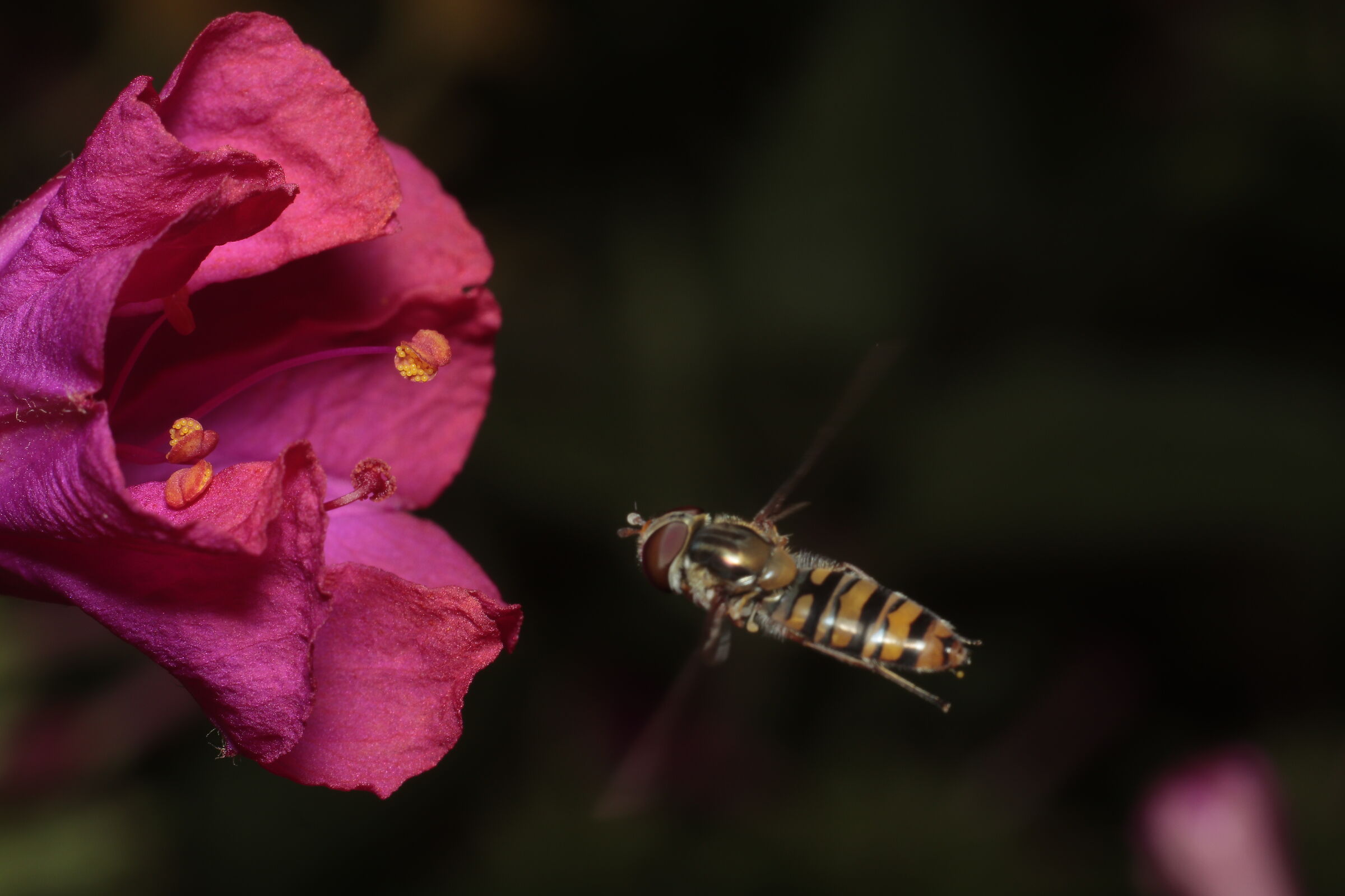 Sirfido-(Syrphidae) nel mio giardino 16/08/2020