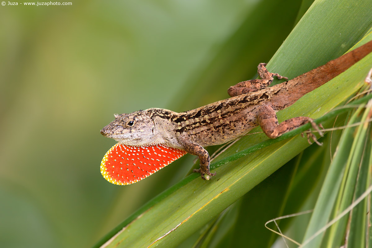 Anolis sagrei, 007550