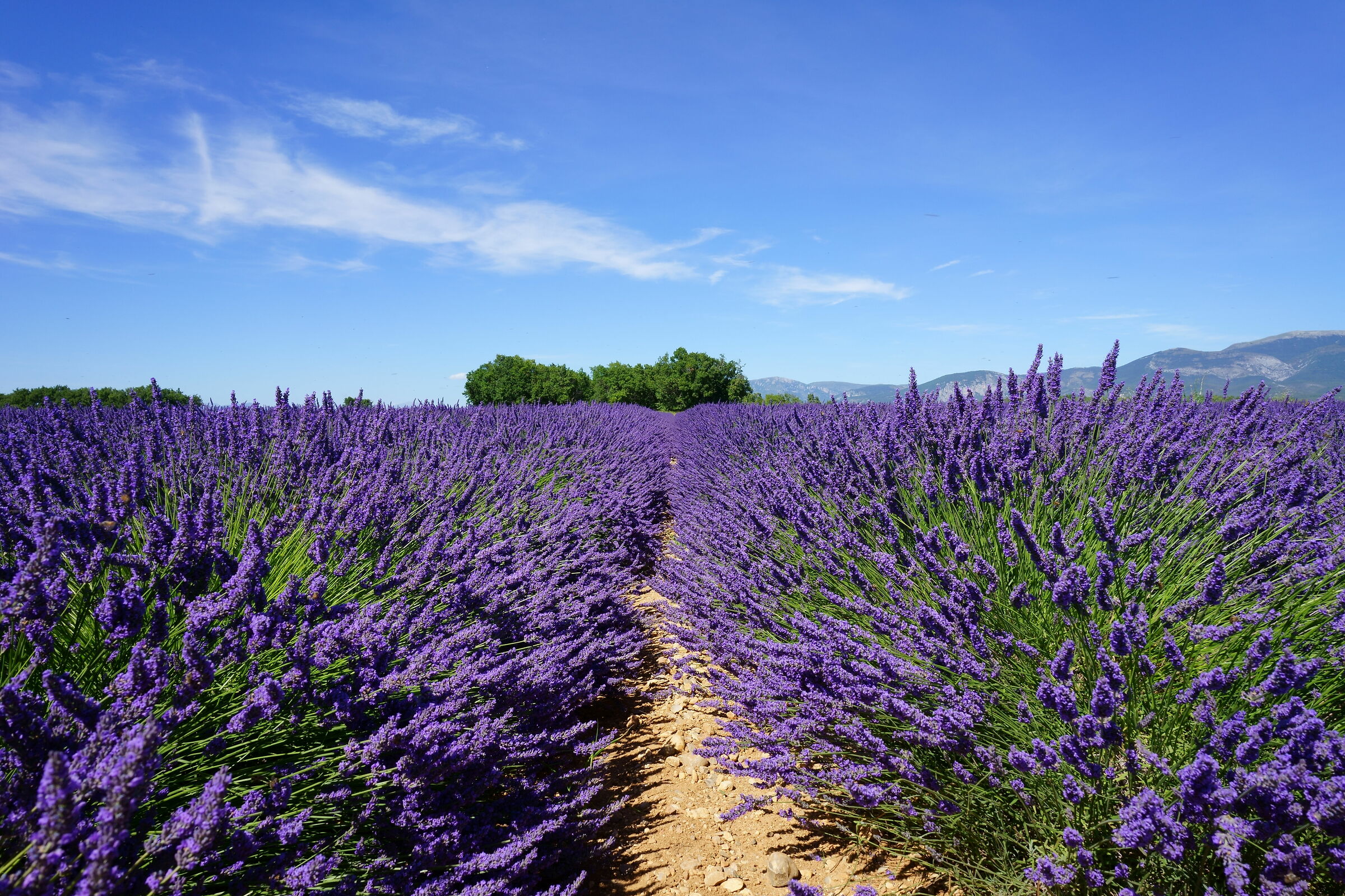 Lavanda