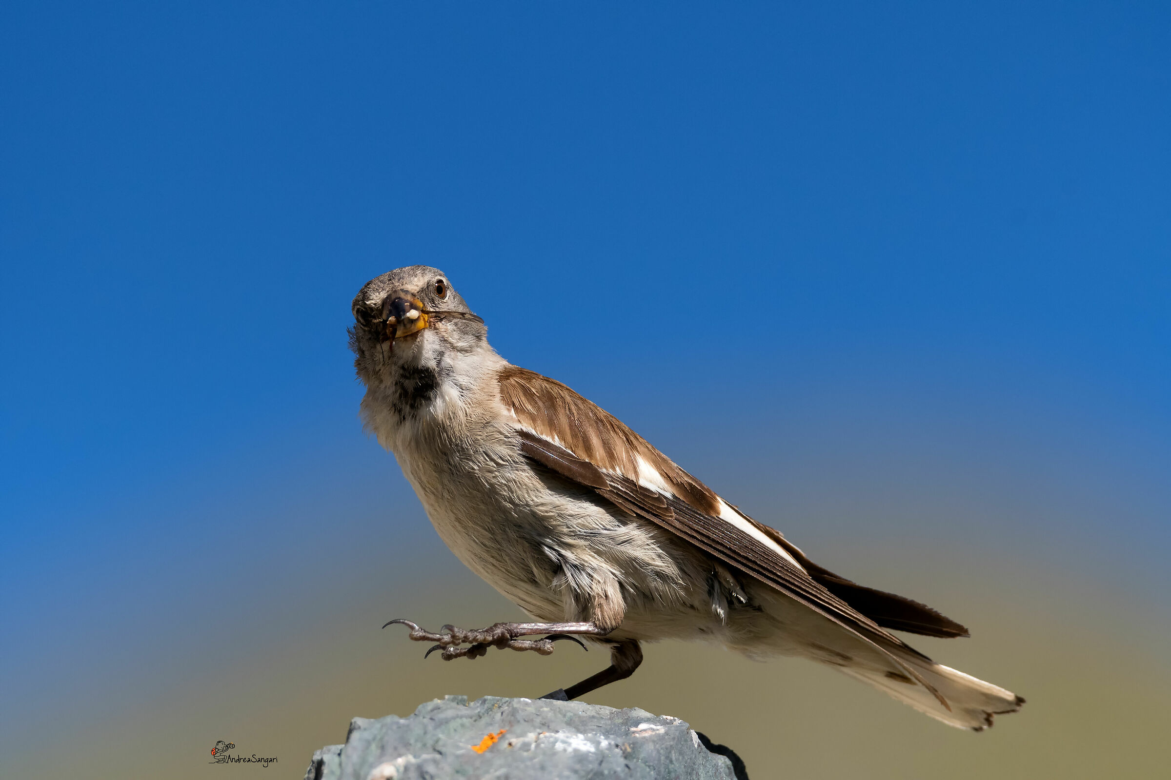 The imbebble of the alpine finch