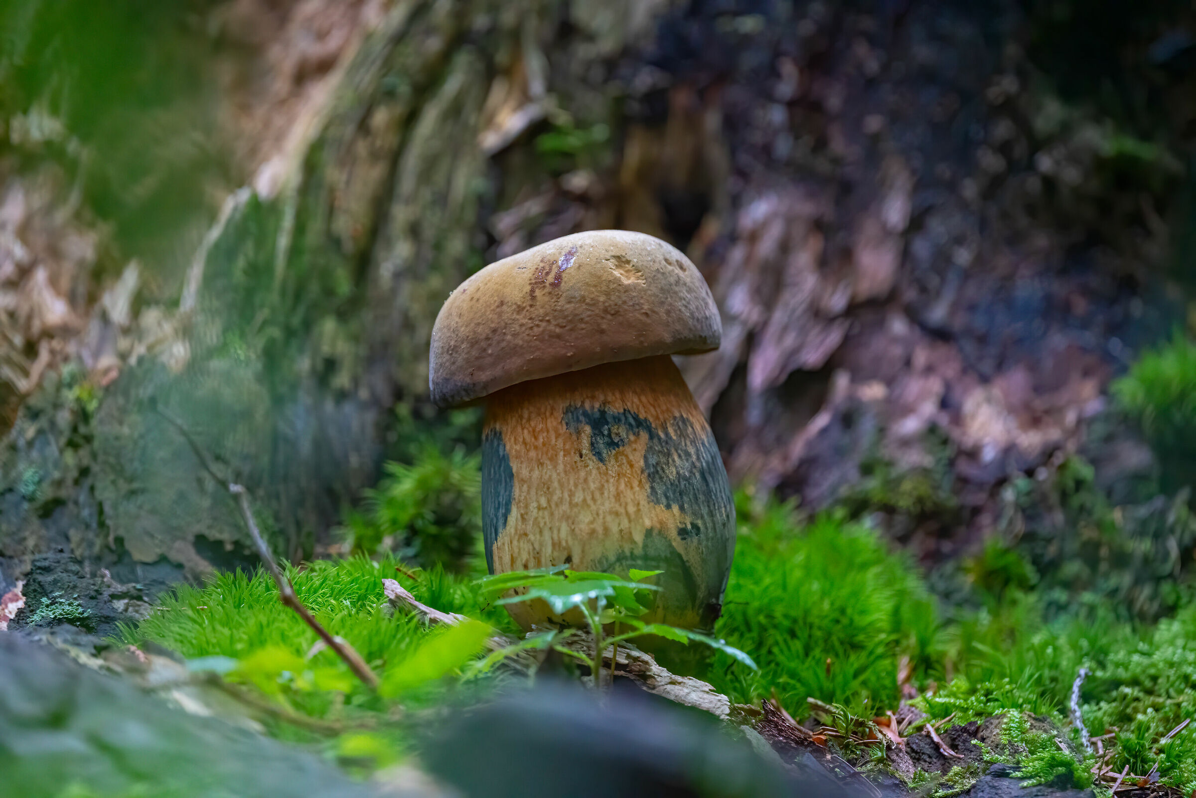 Neoboletus luridiformis