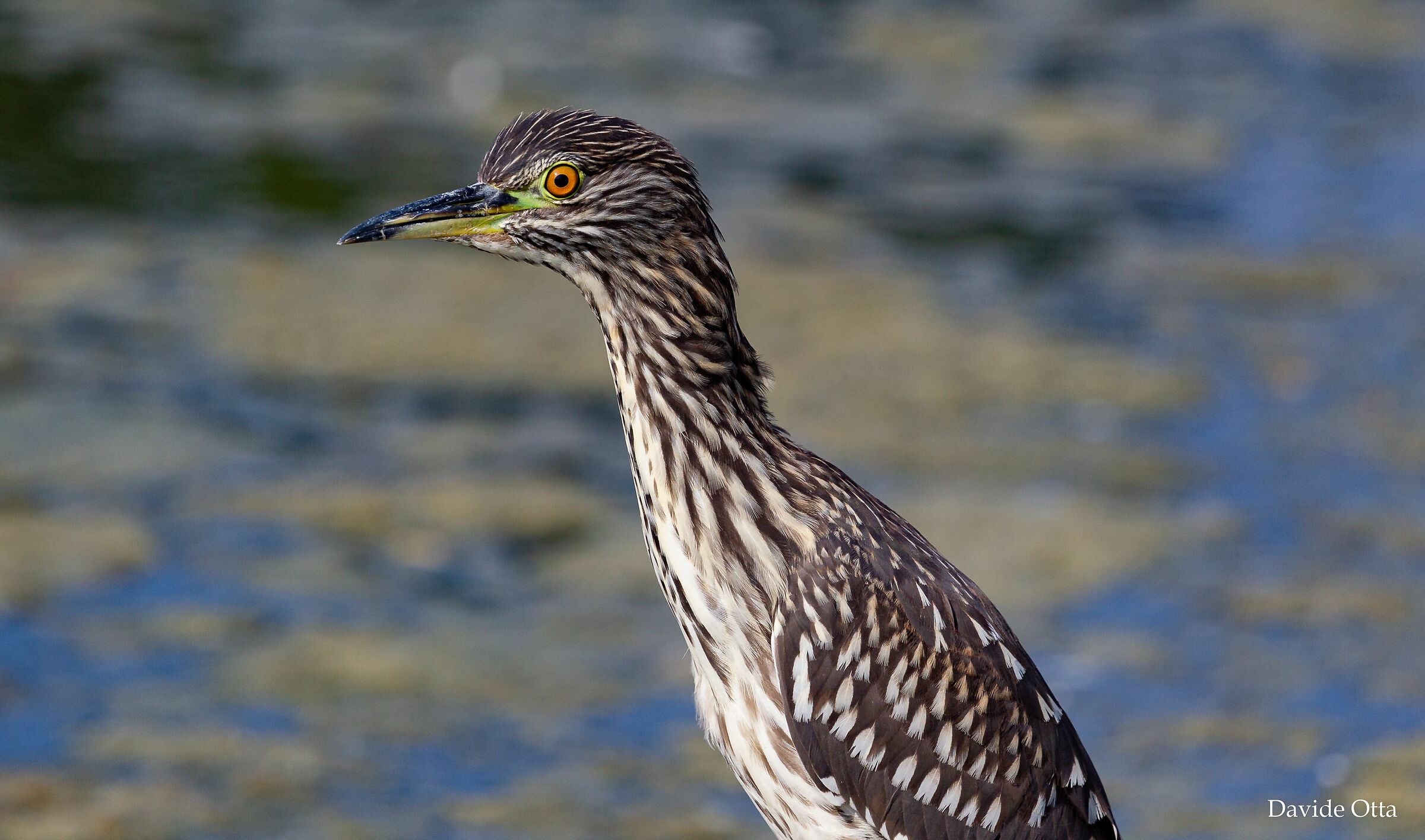 Giovane nitticora