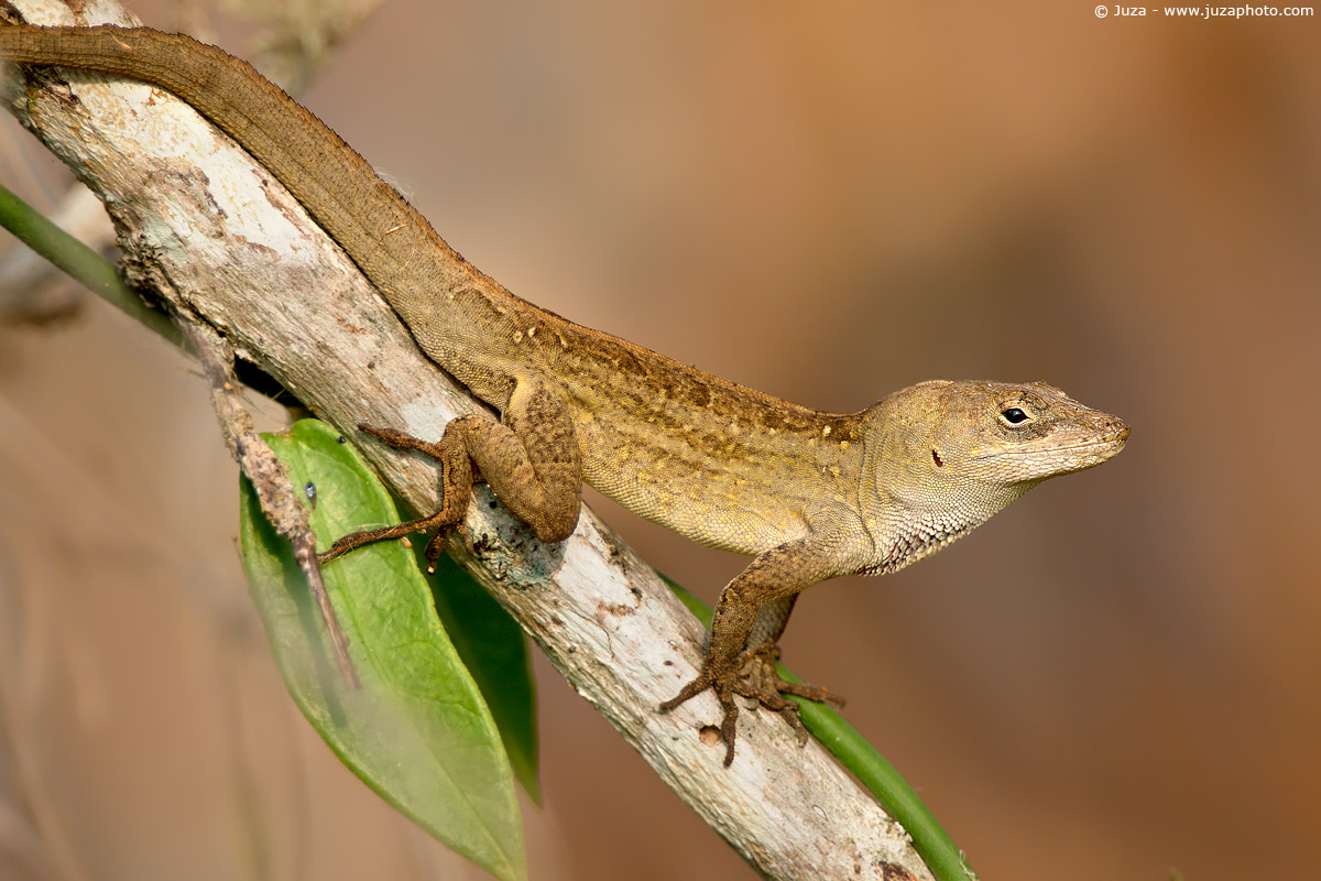 Anolis sagrei, 007554