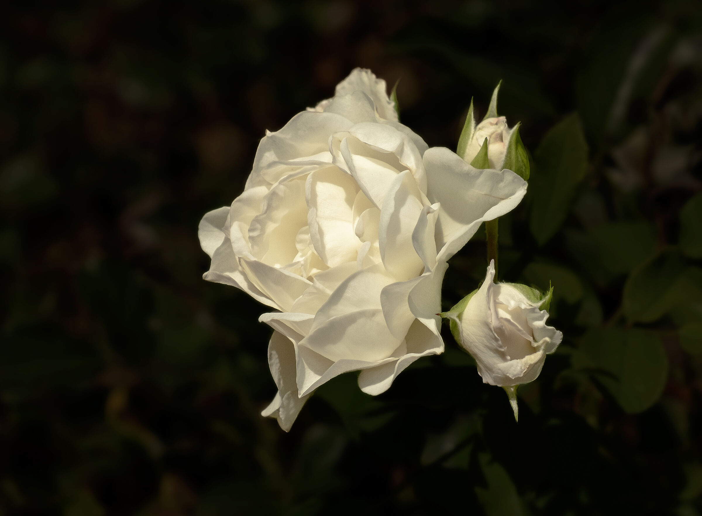 White rose