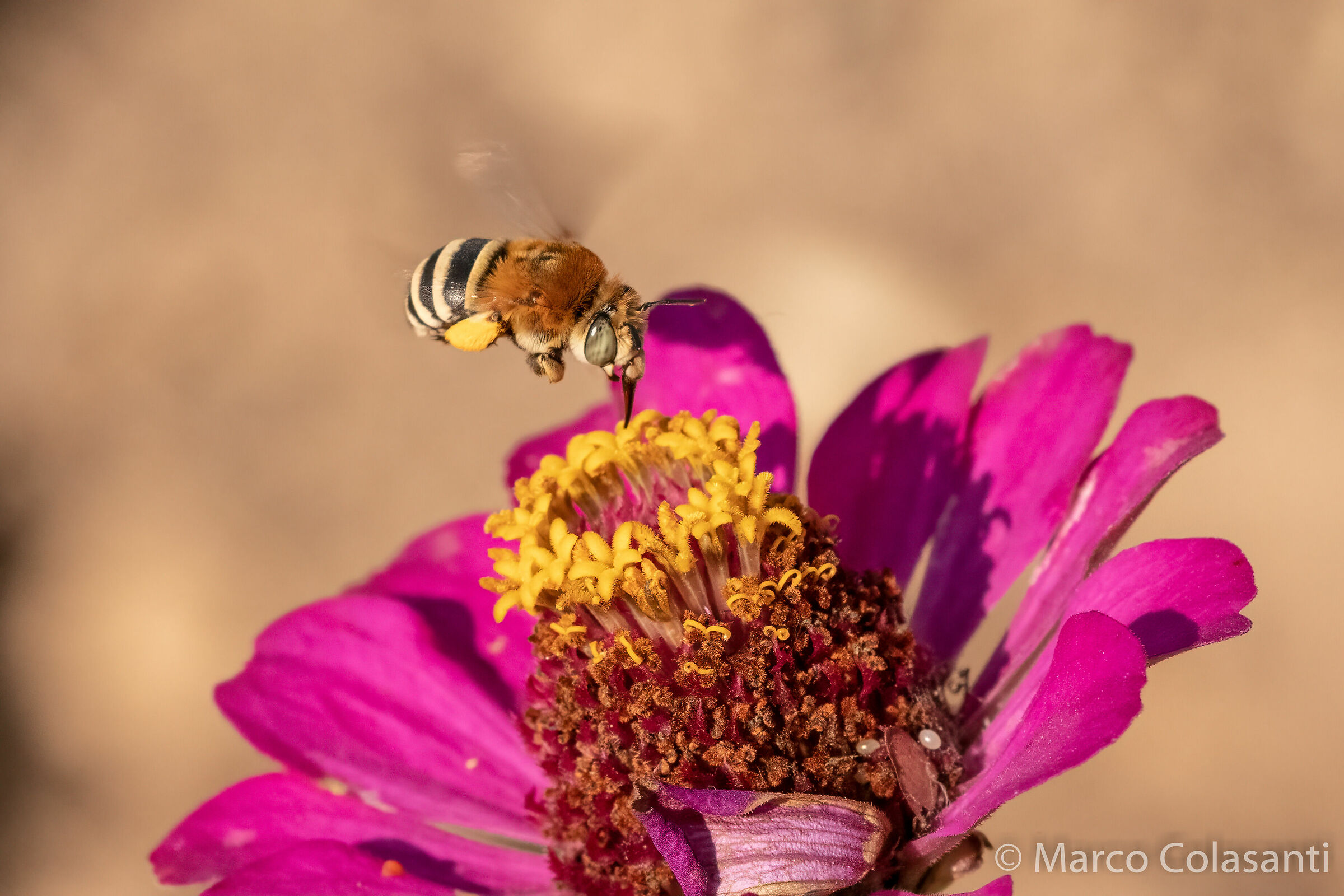 I'm coming (bee on zinnia)