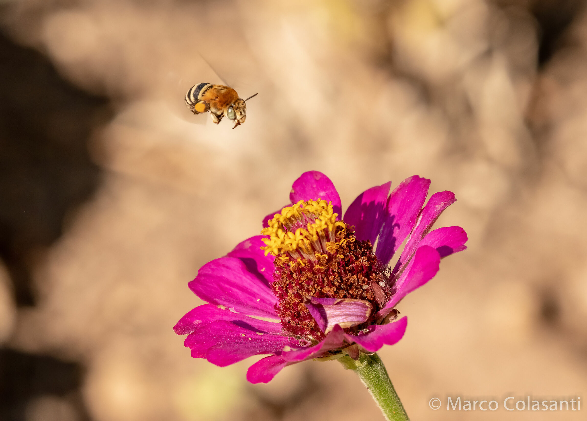 here I arrive (bee on zinnia)