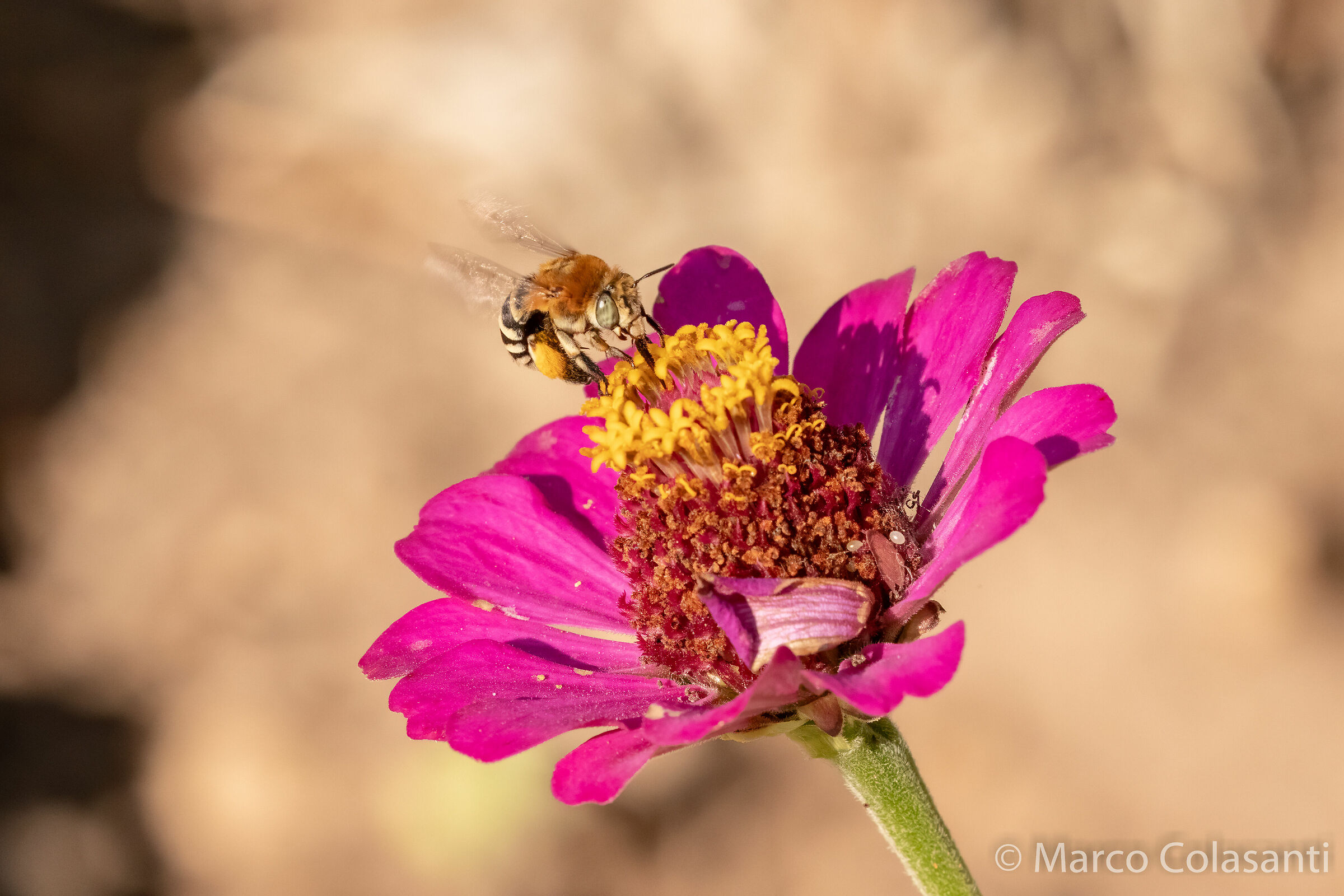 bee on zinnia