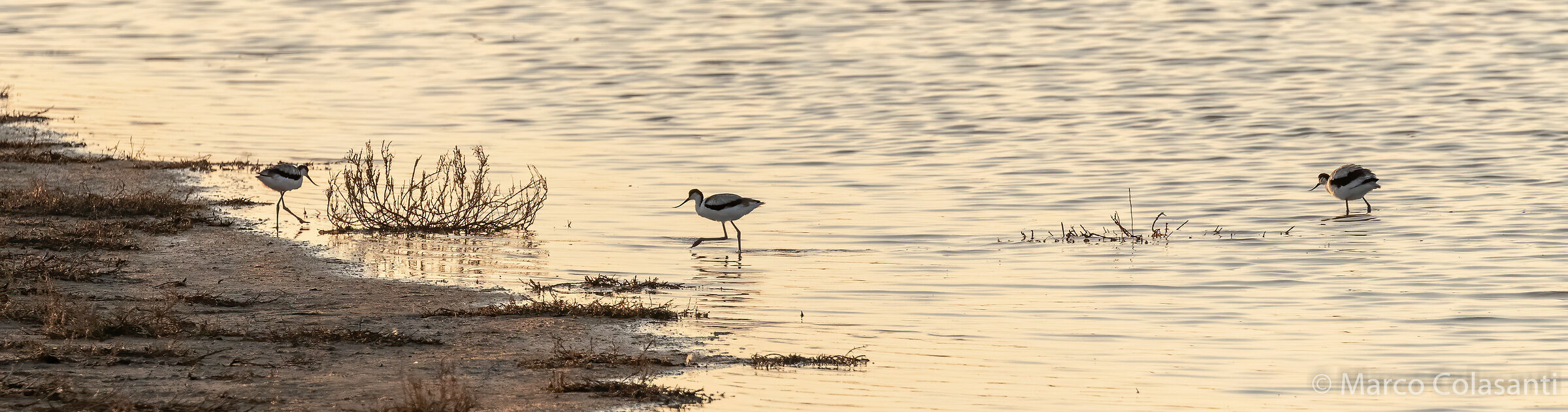Avocettes at dawn