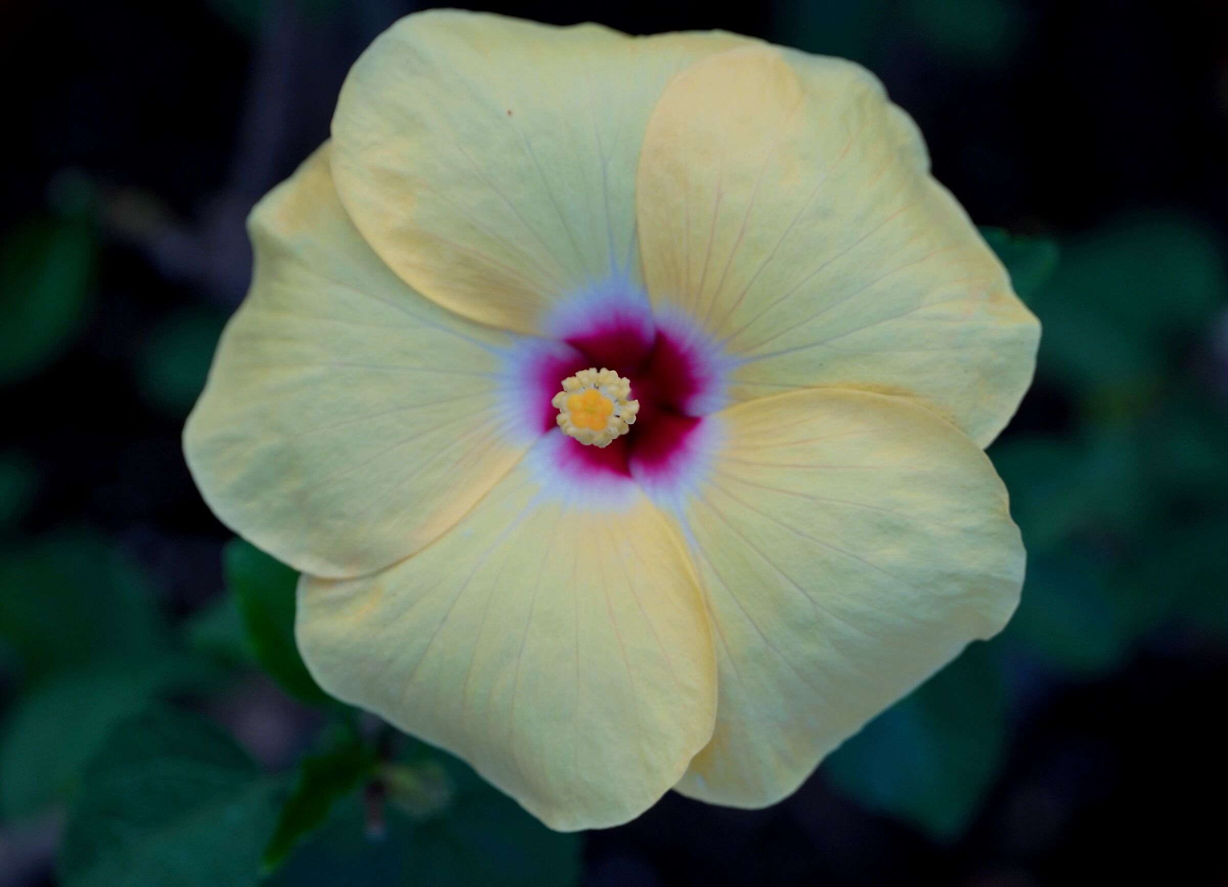 YELLOW IBISCUS V