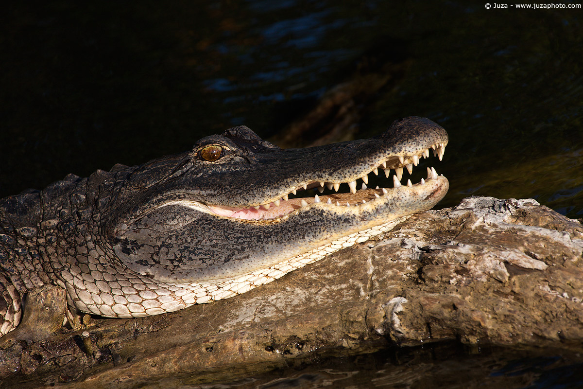 Alligator mississippiensis (alligator of the Mississippi), 0...