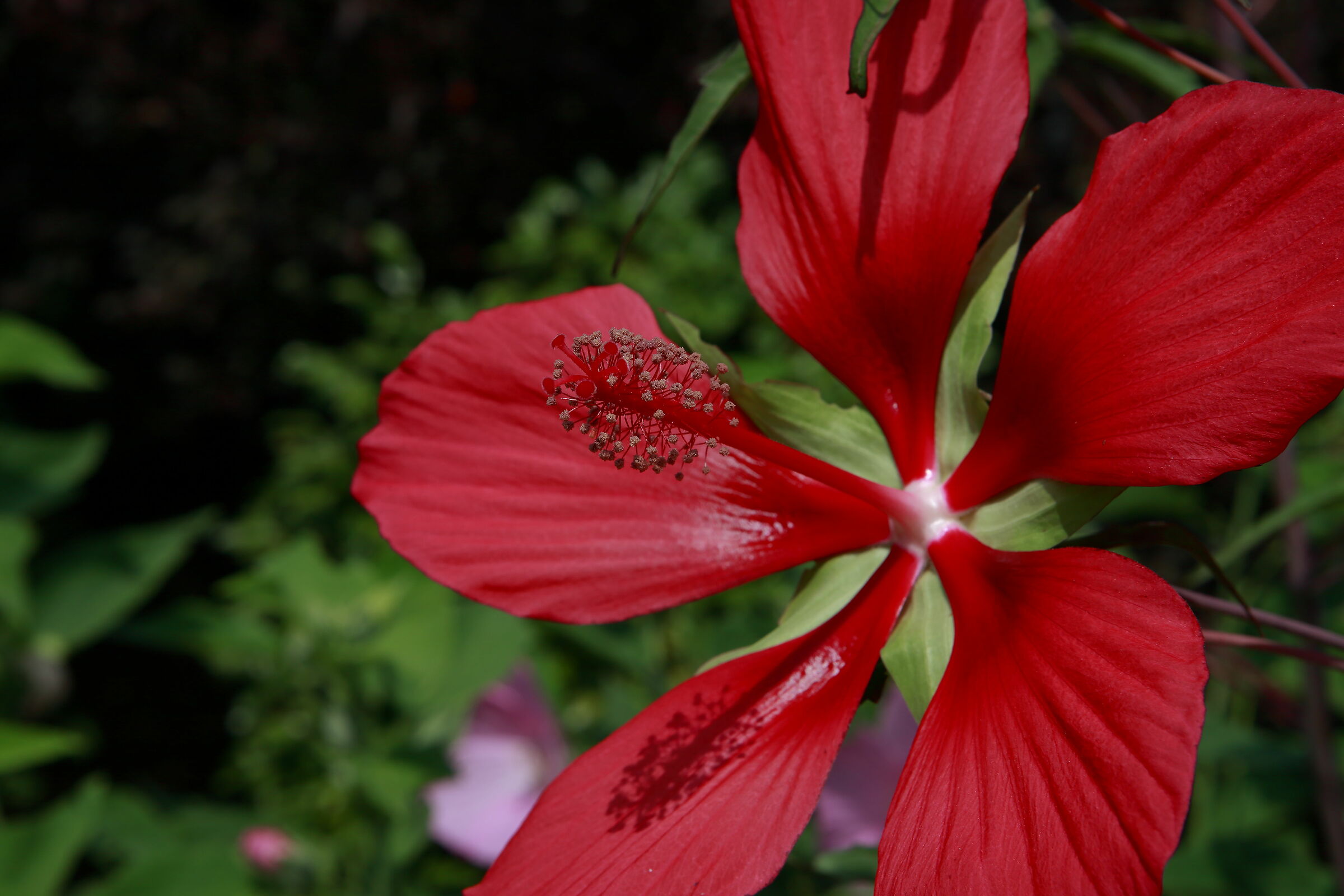 Hibiscus coccineus