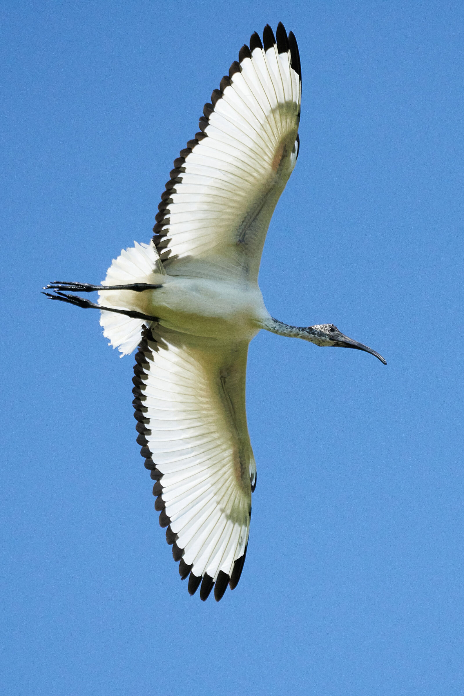 Sacred Ibis