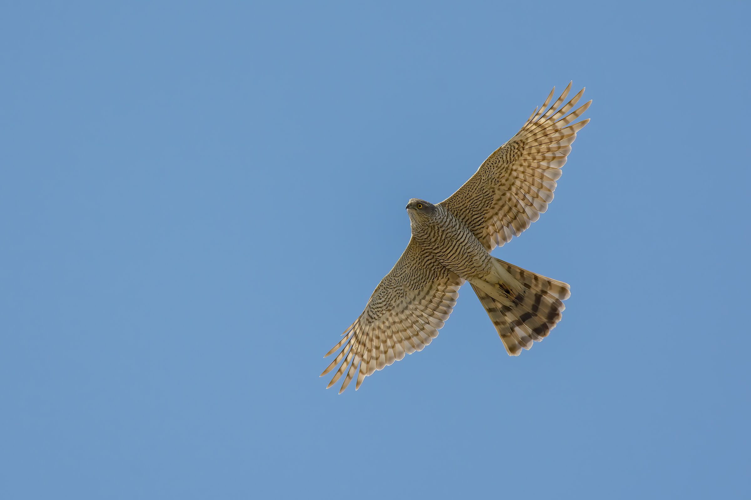 Sparviere (Accipiter nisus)