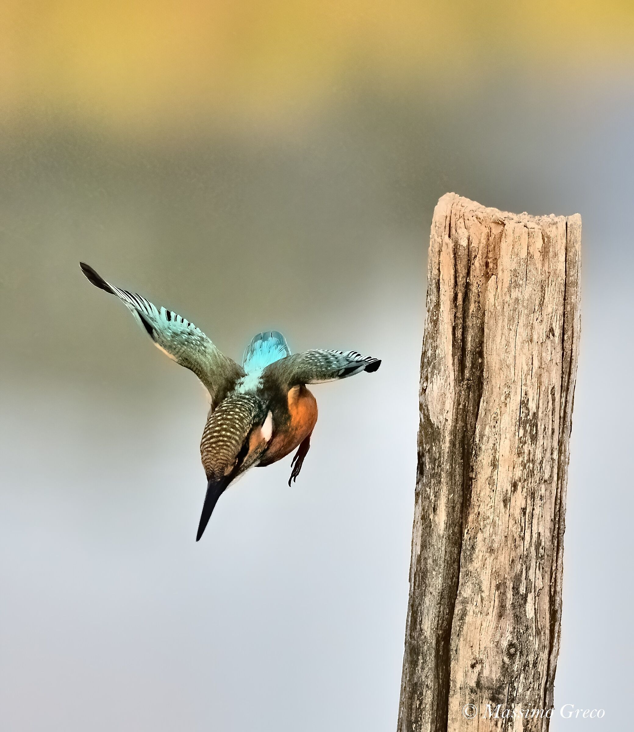 Martin fisherman on dive