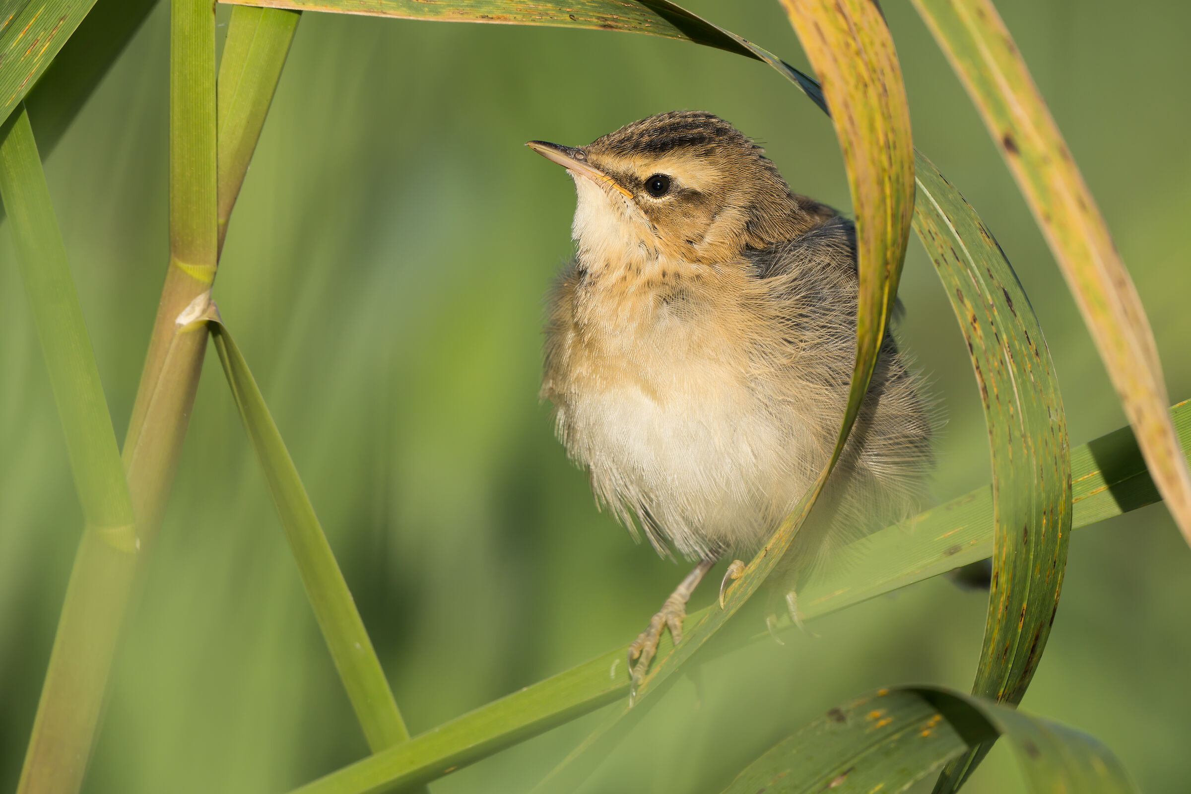 Acrocephalus schoenobaenus
