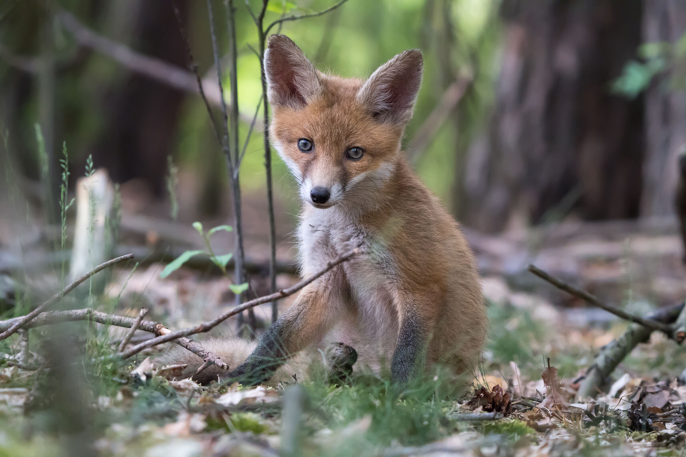 Volpe rossa (Vulpes vulpes)