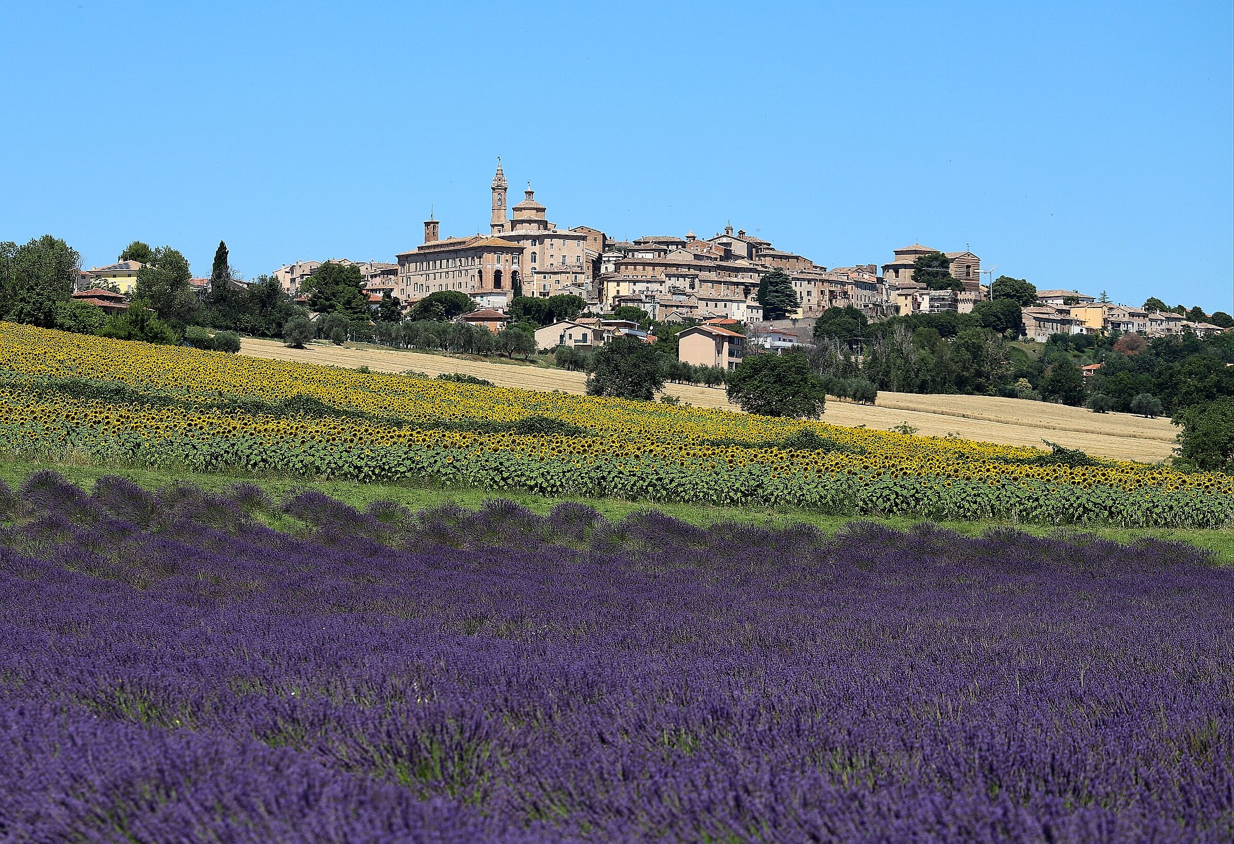 Country of Corinaldo with sunflowers and lavender.