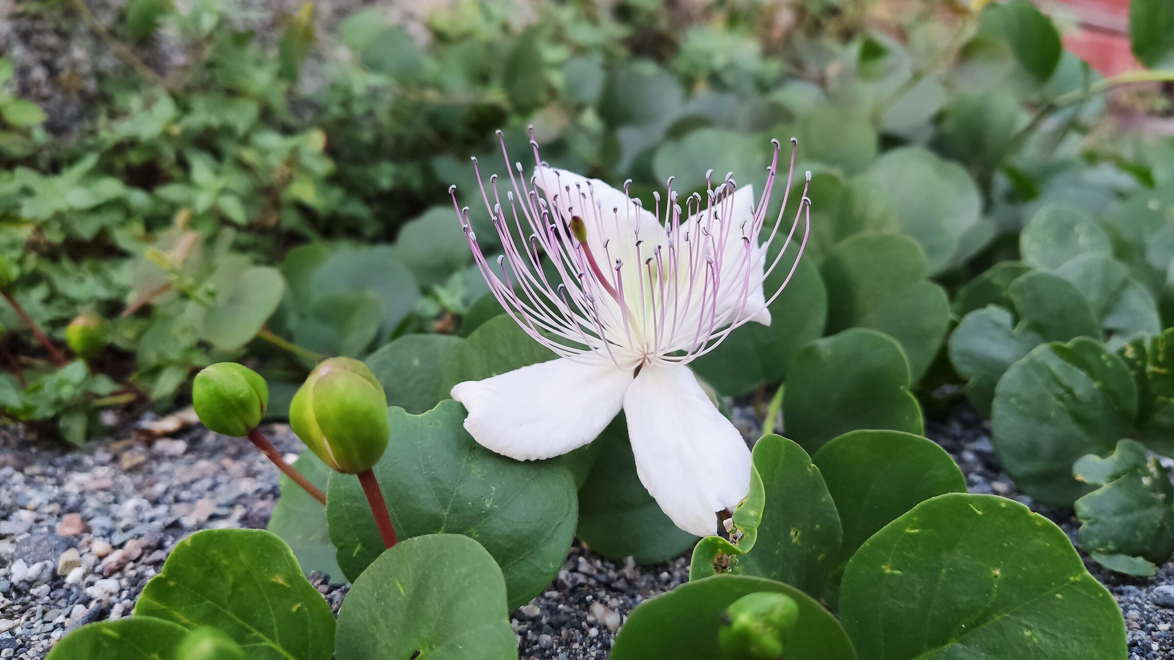 Cappero in fiore