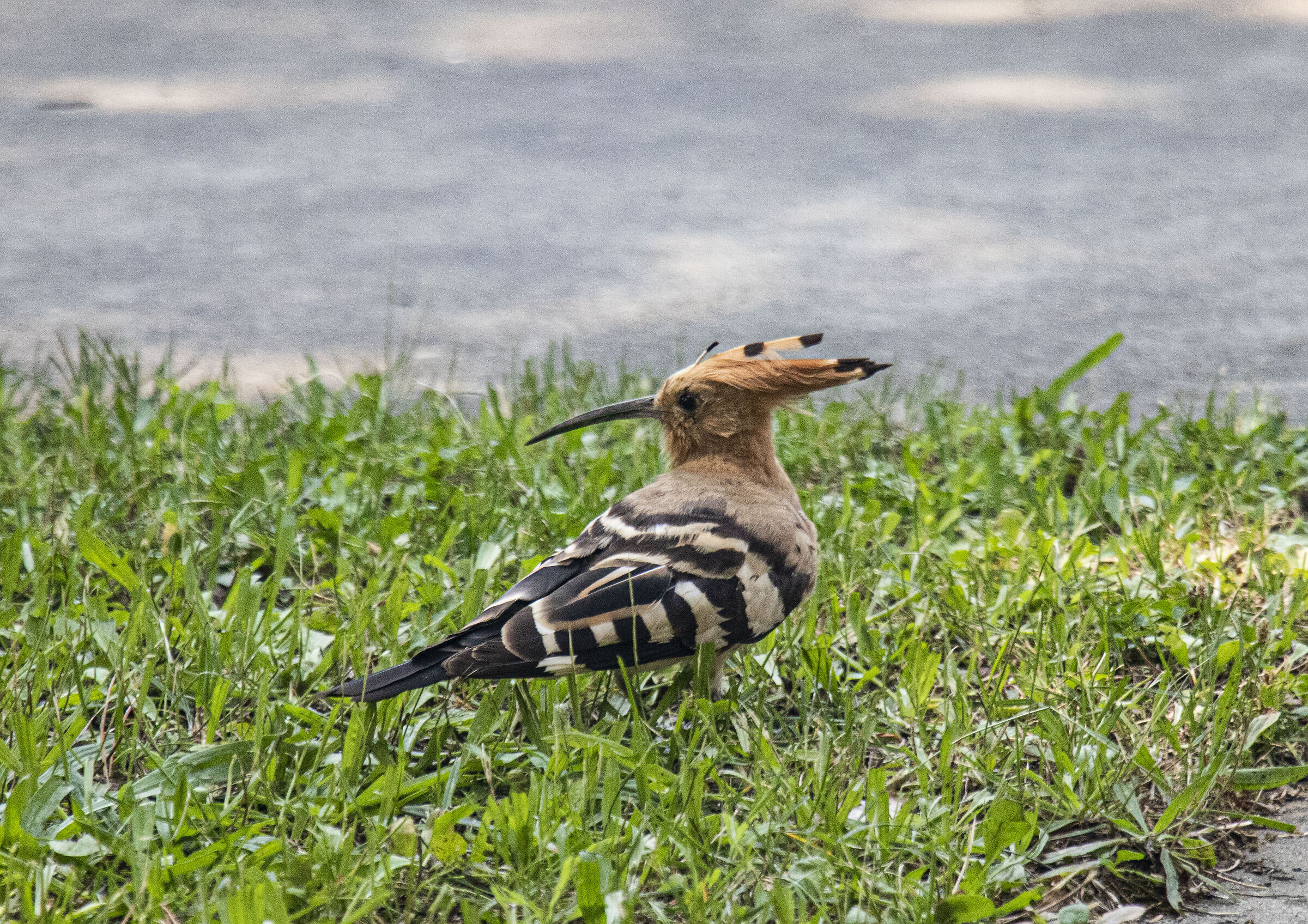 Hoopoe